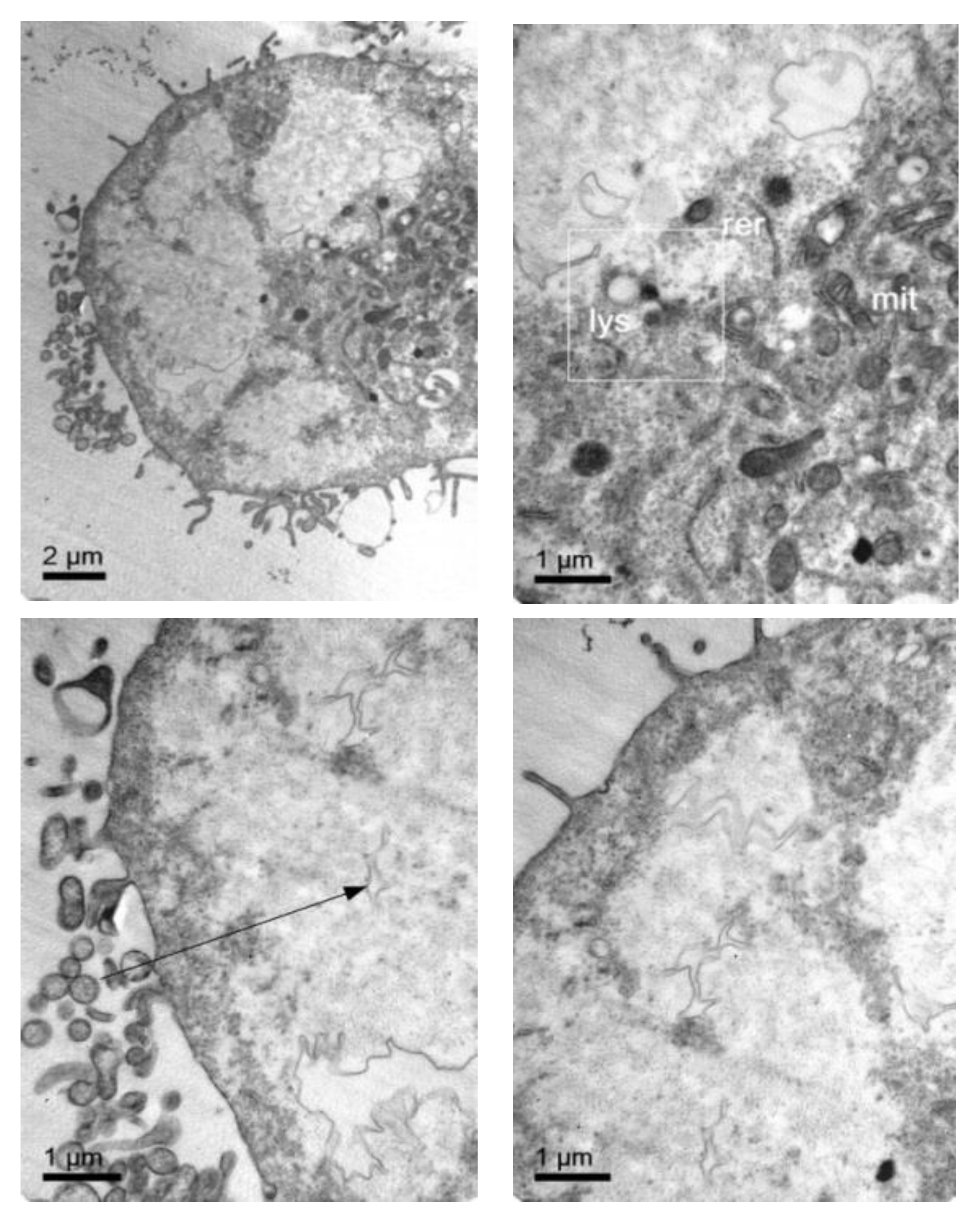 Pharmaceutics 11 00522 g008