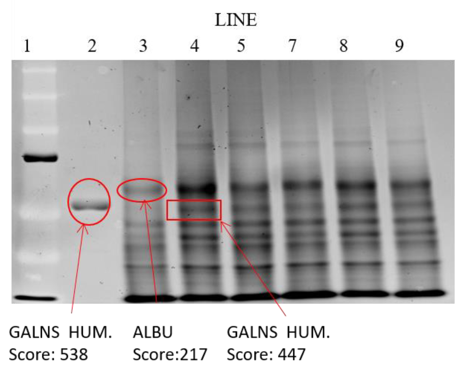 Pharmaceutics 11 00522 g009
