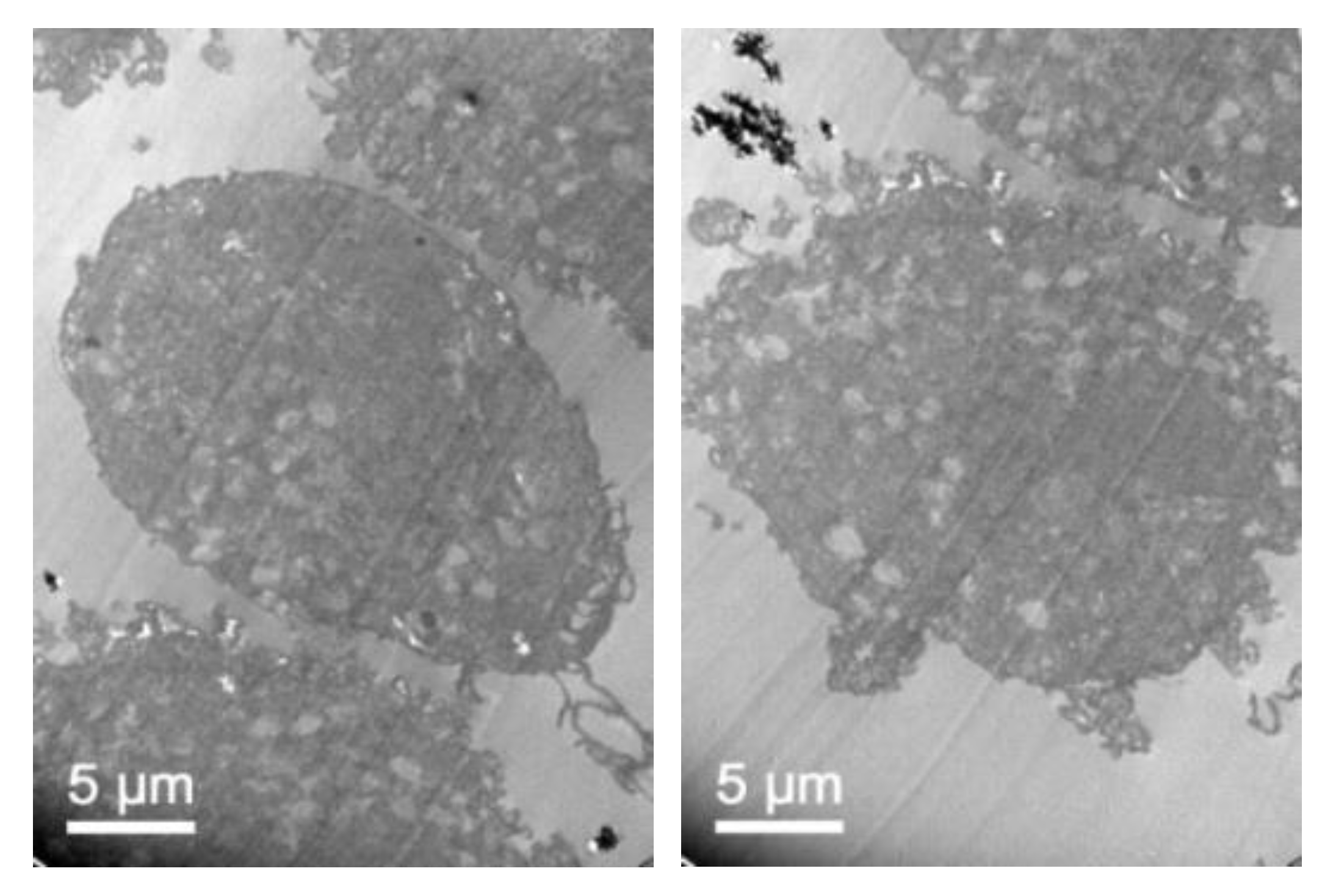 Pharmaceutics 11 00522 g011