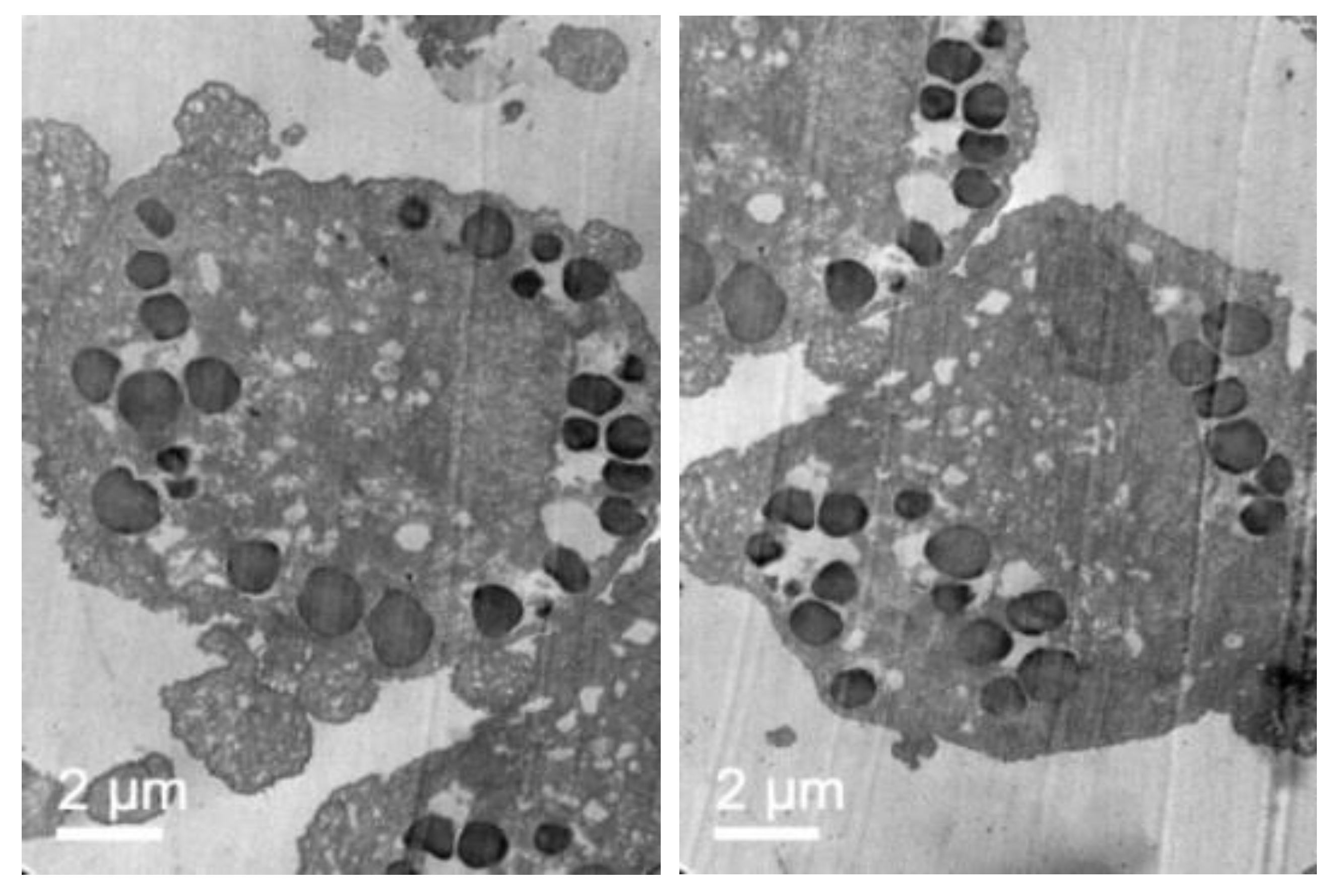 Pharmaceutics 11 00522 g012