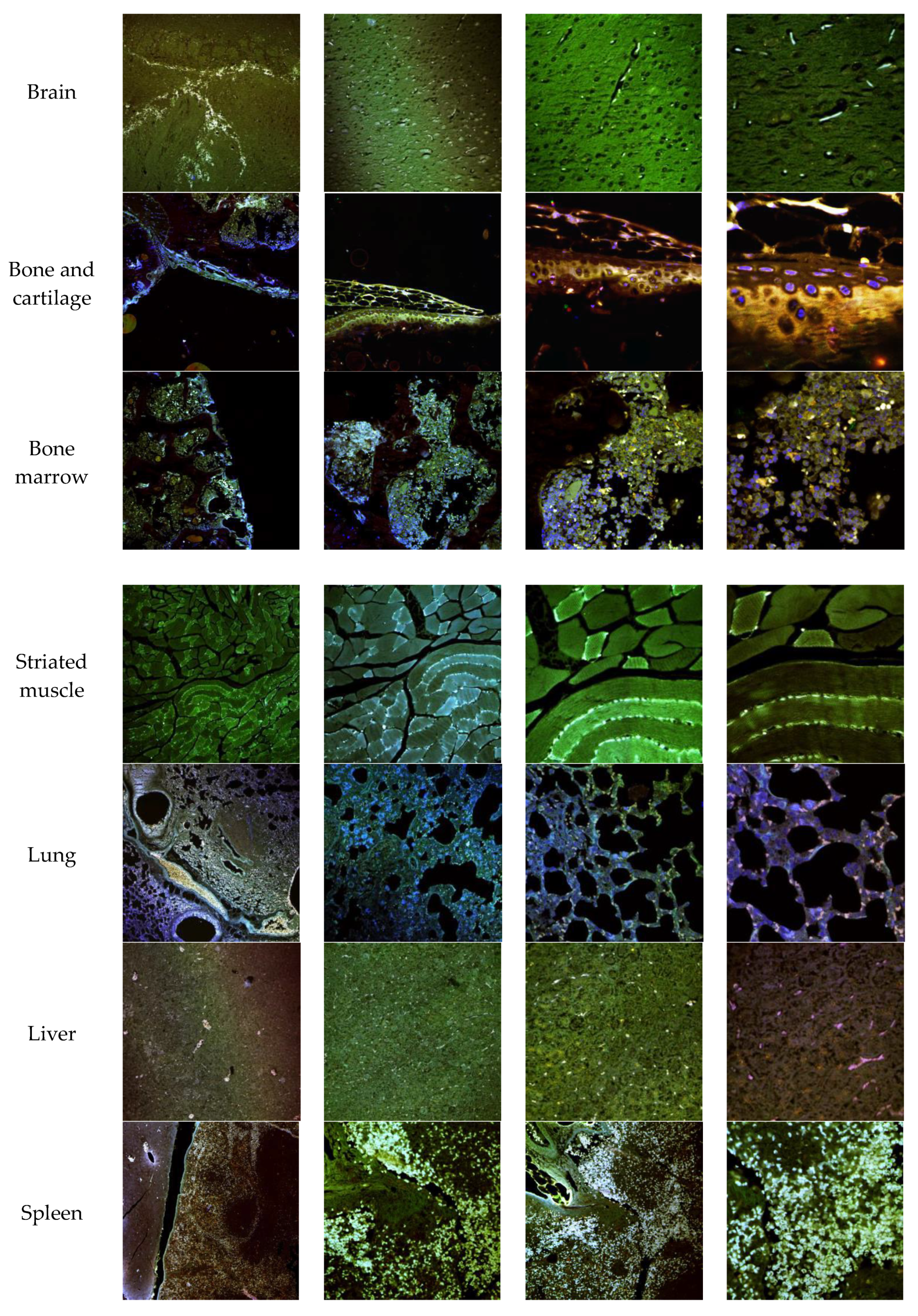 Pharmaceutics 11 00522 g015a