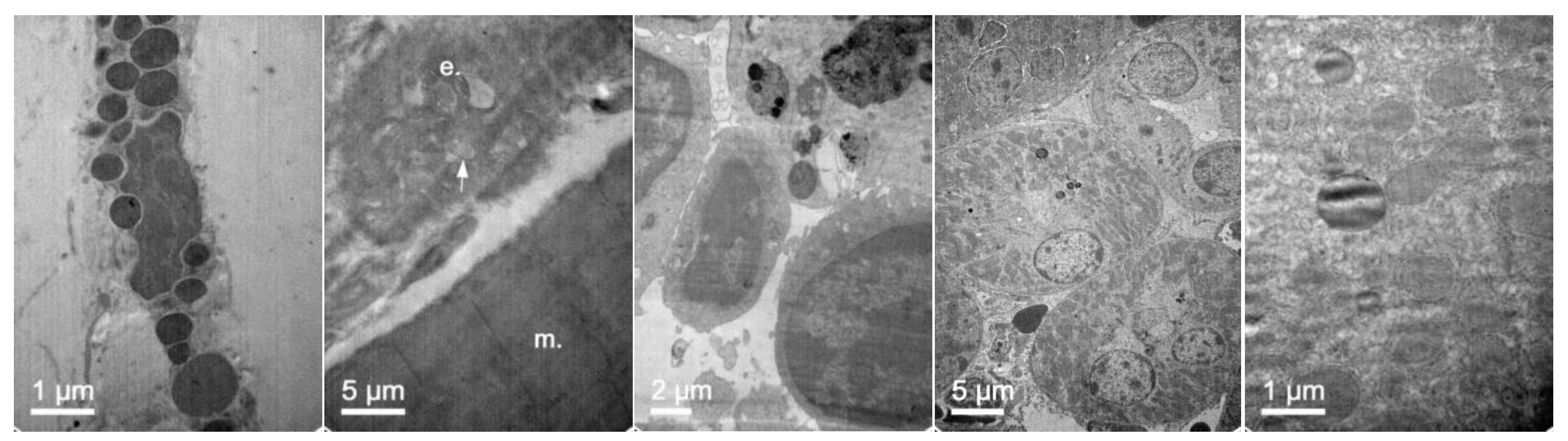 Pharmaceutics 11 00522 g017