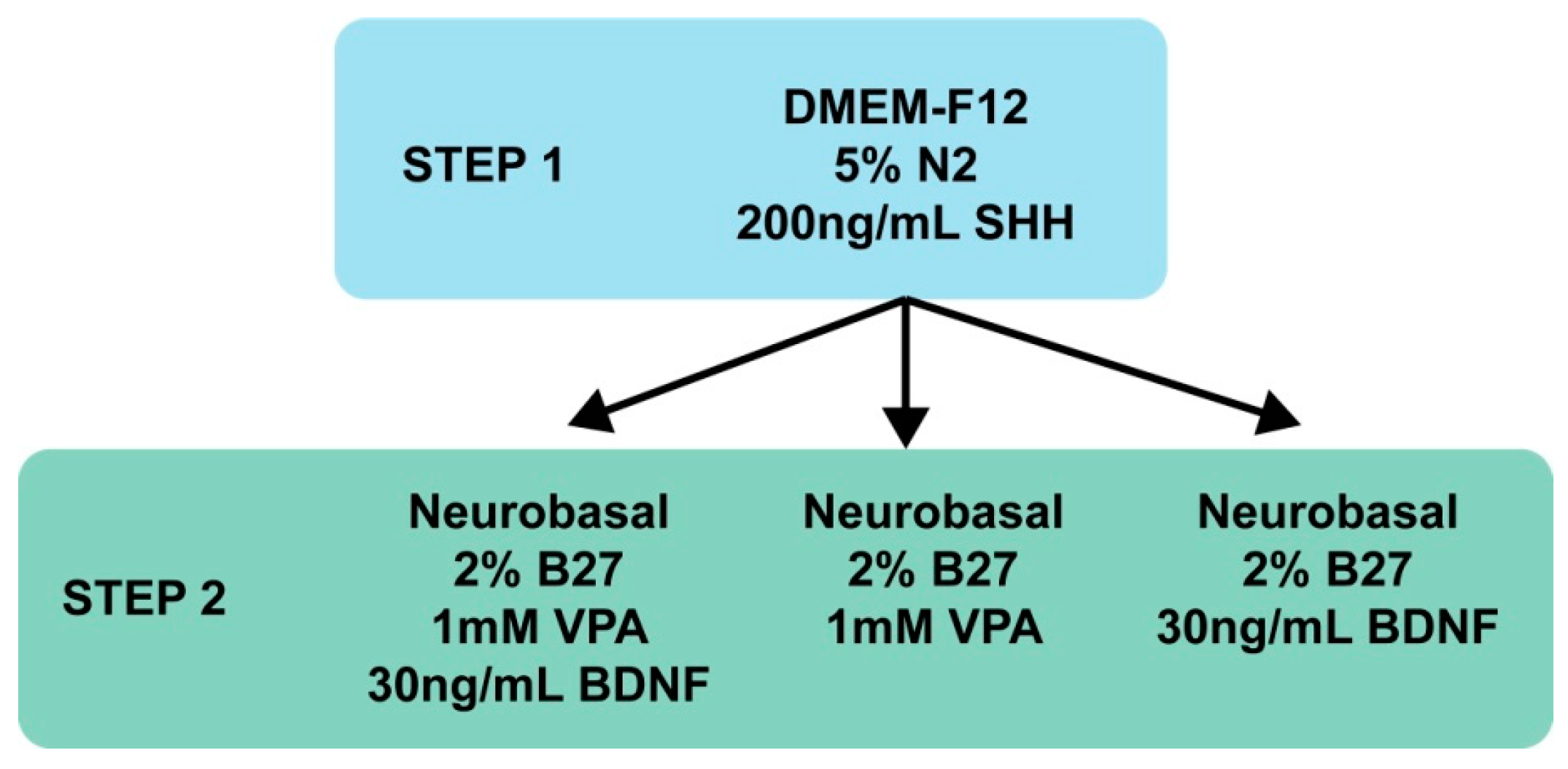 Pharmaceutics 11 00526 g001 Pharmaceutics 11 00526 g001