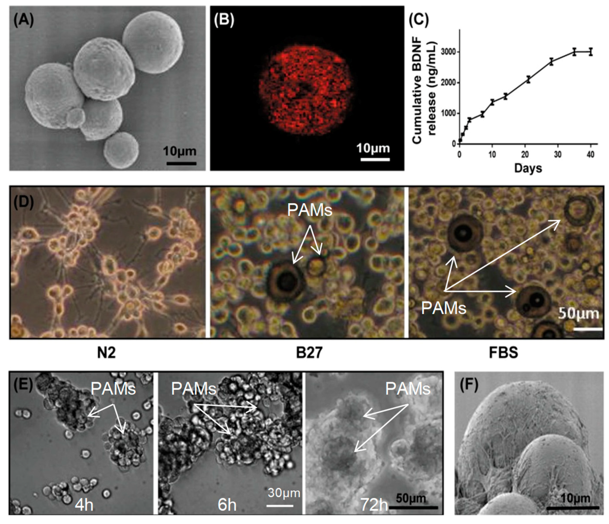 Pharmaceutics 11 00526 g005 Pharmaceutics 11 00526 g005