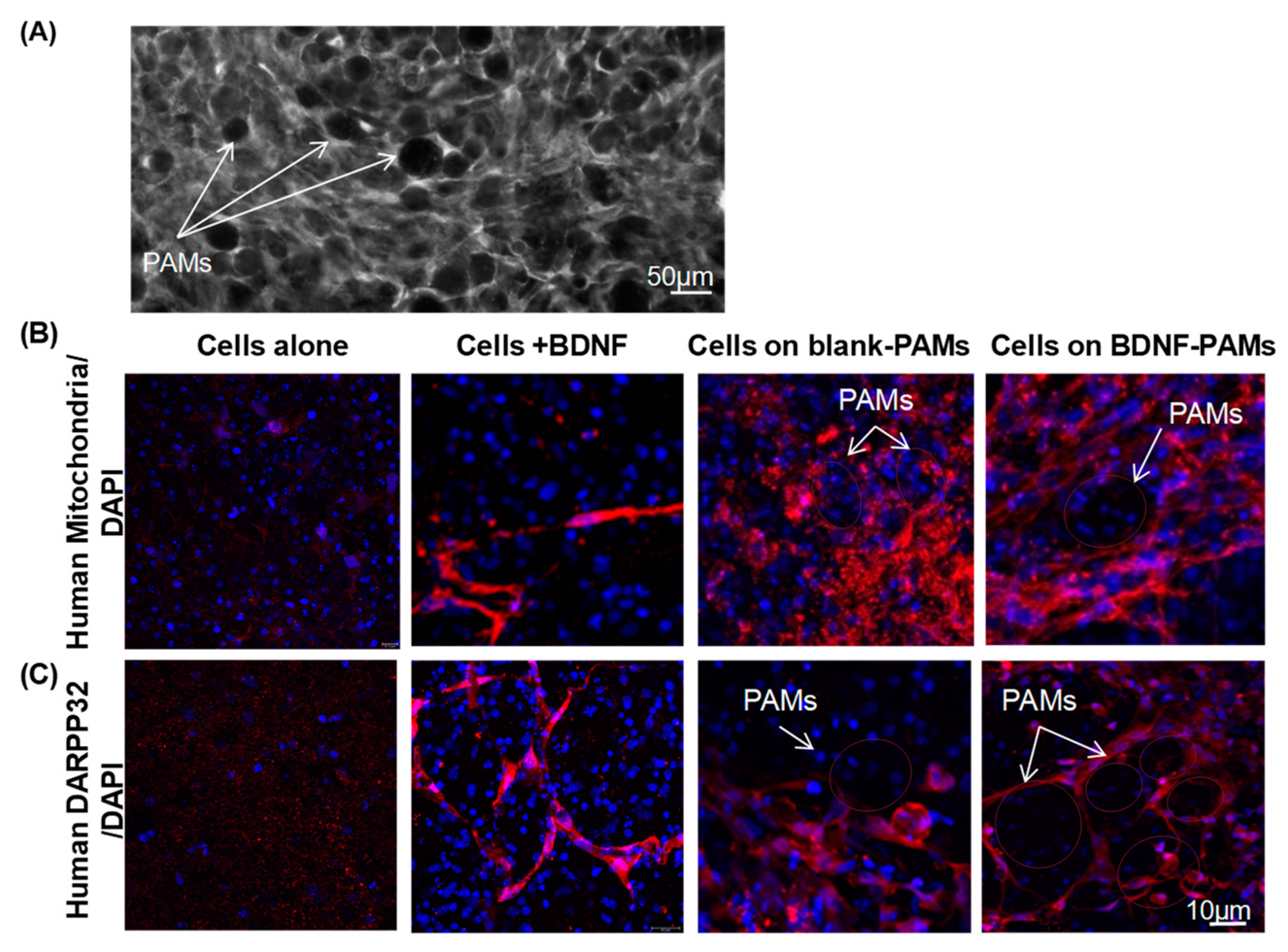 Pharmaceutics 11 00526 g007 Pharmaceutics 11 00526 g007