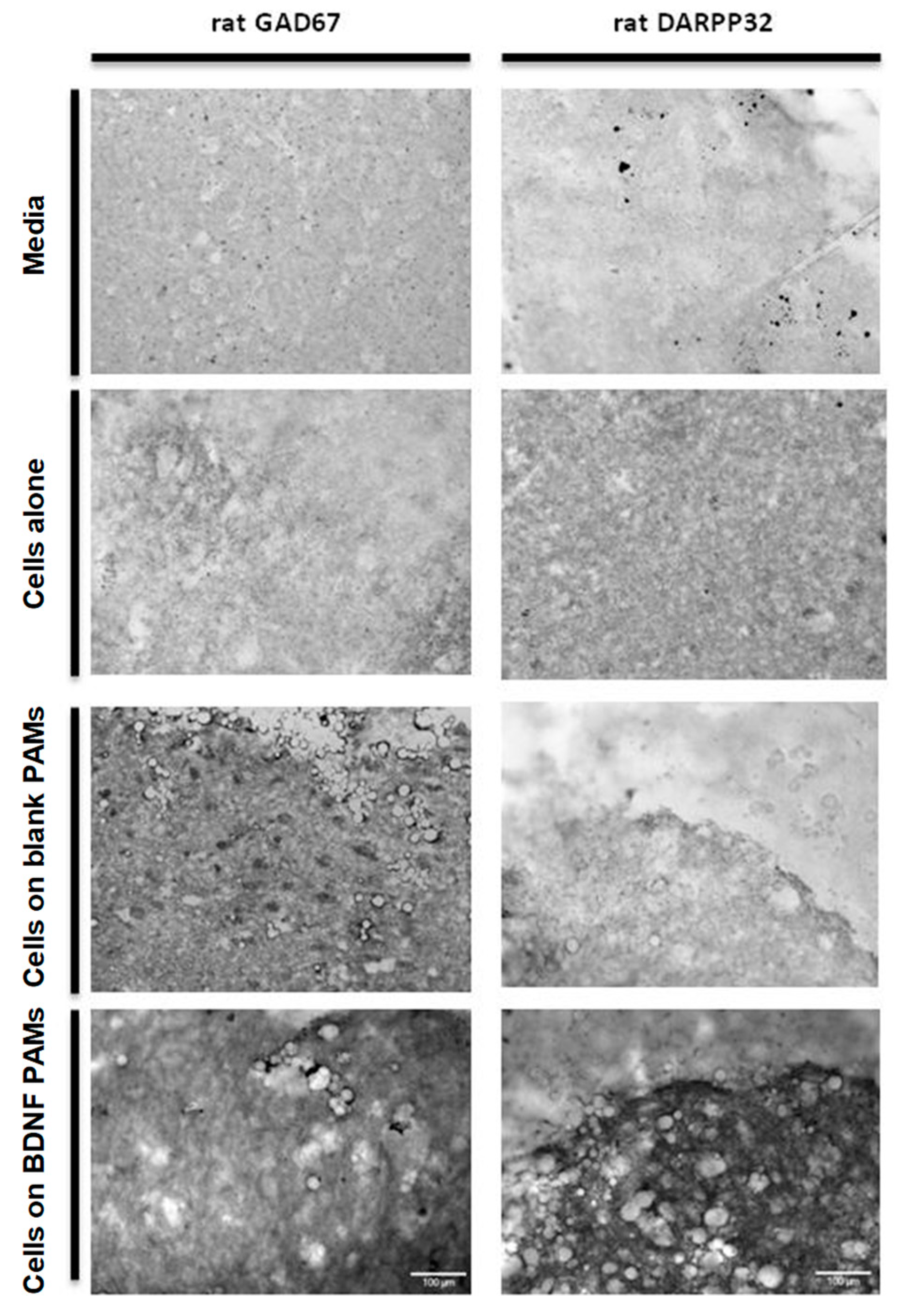 Pharmaceutics 11 00526 g0a1 Pharmaceutics 11 00526 g0a1