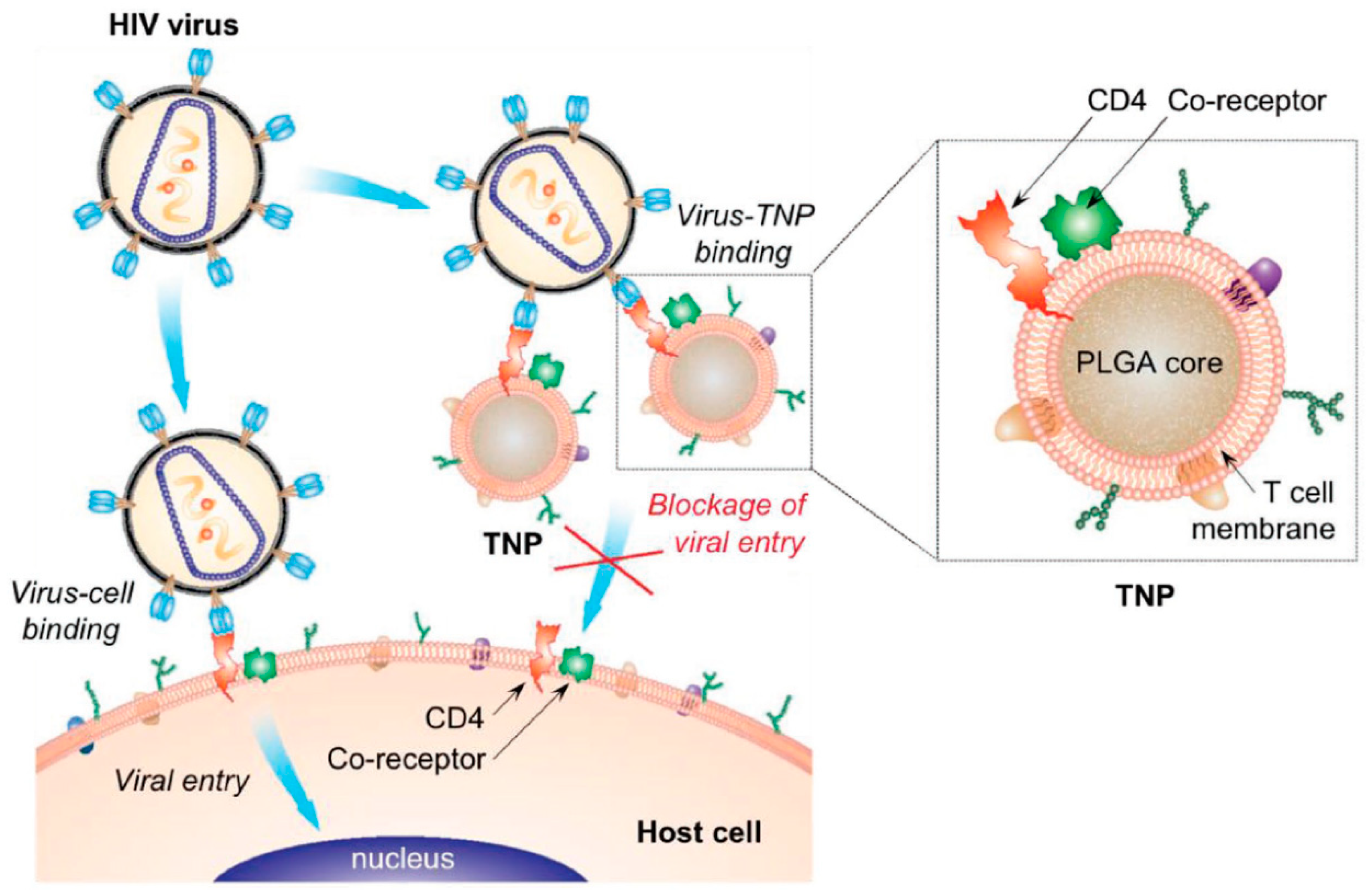 Pharmaceutics 11 00534 g006 Pharmaceutics 11 00534 g006