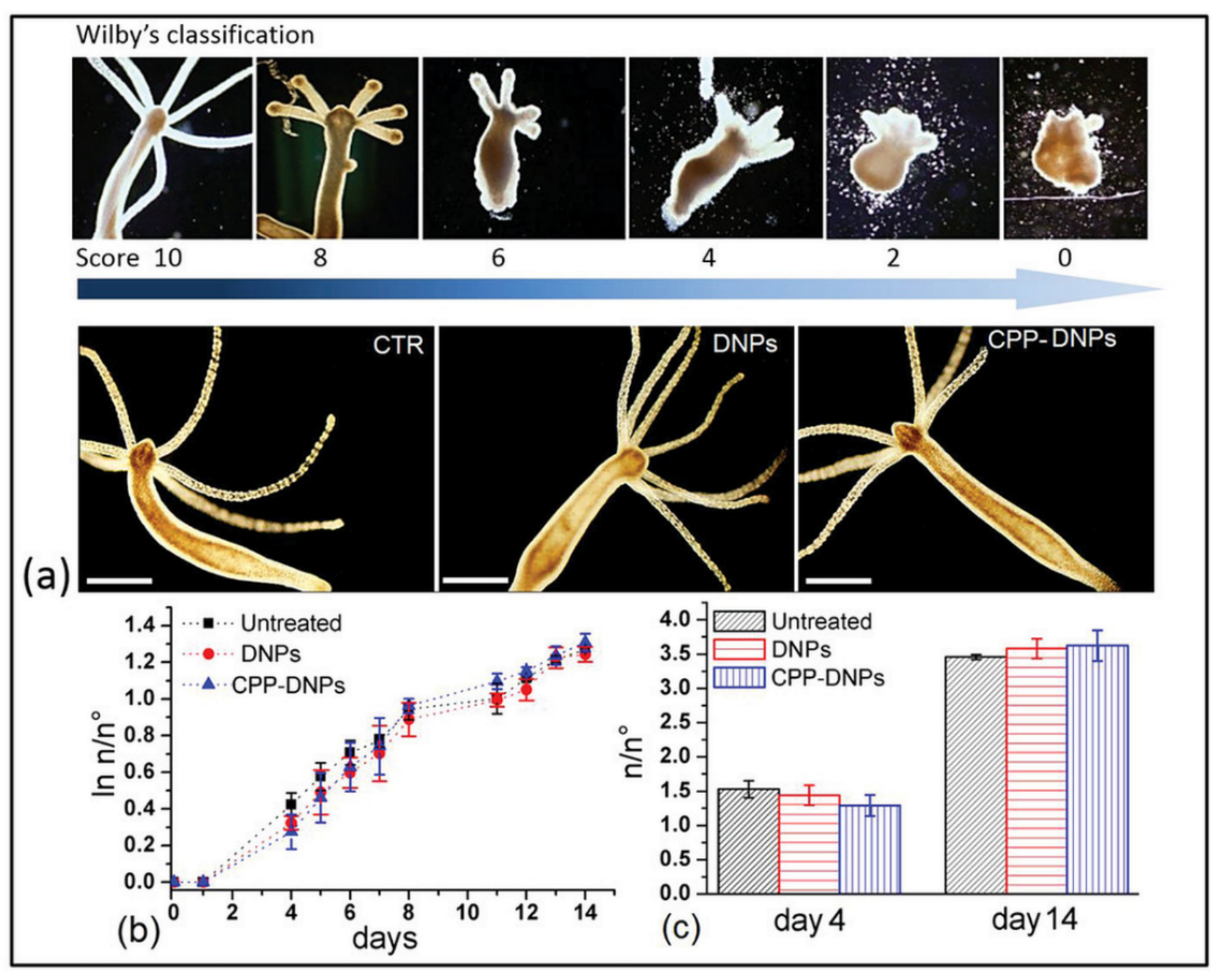 Pharmaceutics 11 00537 g002 Pharmaceutics 11 00537 g002