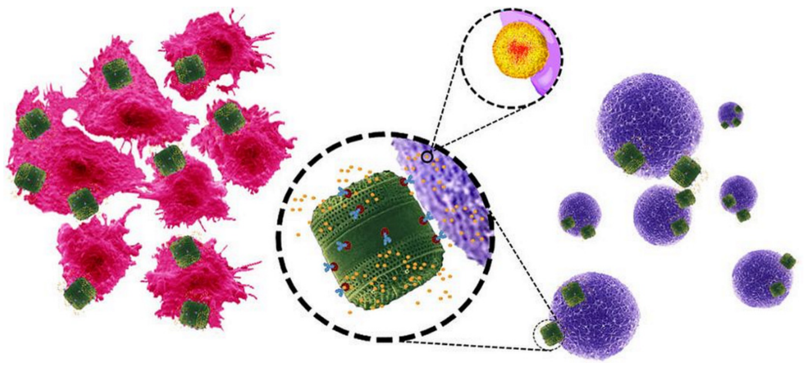 Pharmaceutics 11 00537 g013 Pharmaceutics 11 00537 g013
