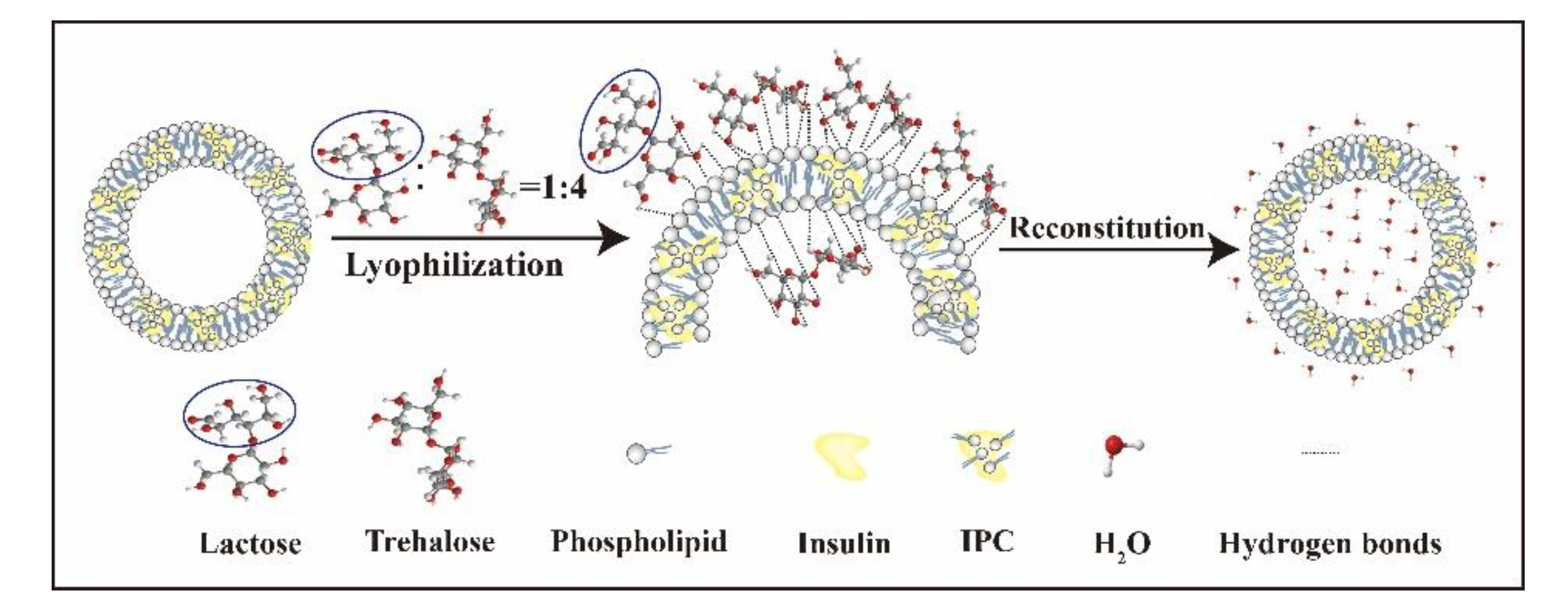 Pharmaceutics 11 00539 g010 Pharmaceutics 11 00539 g010