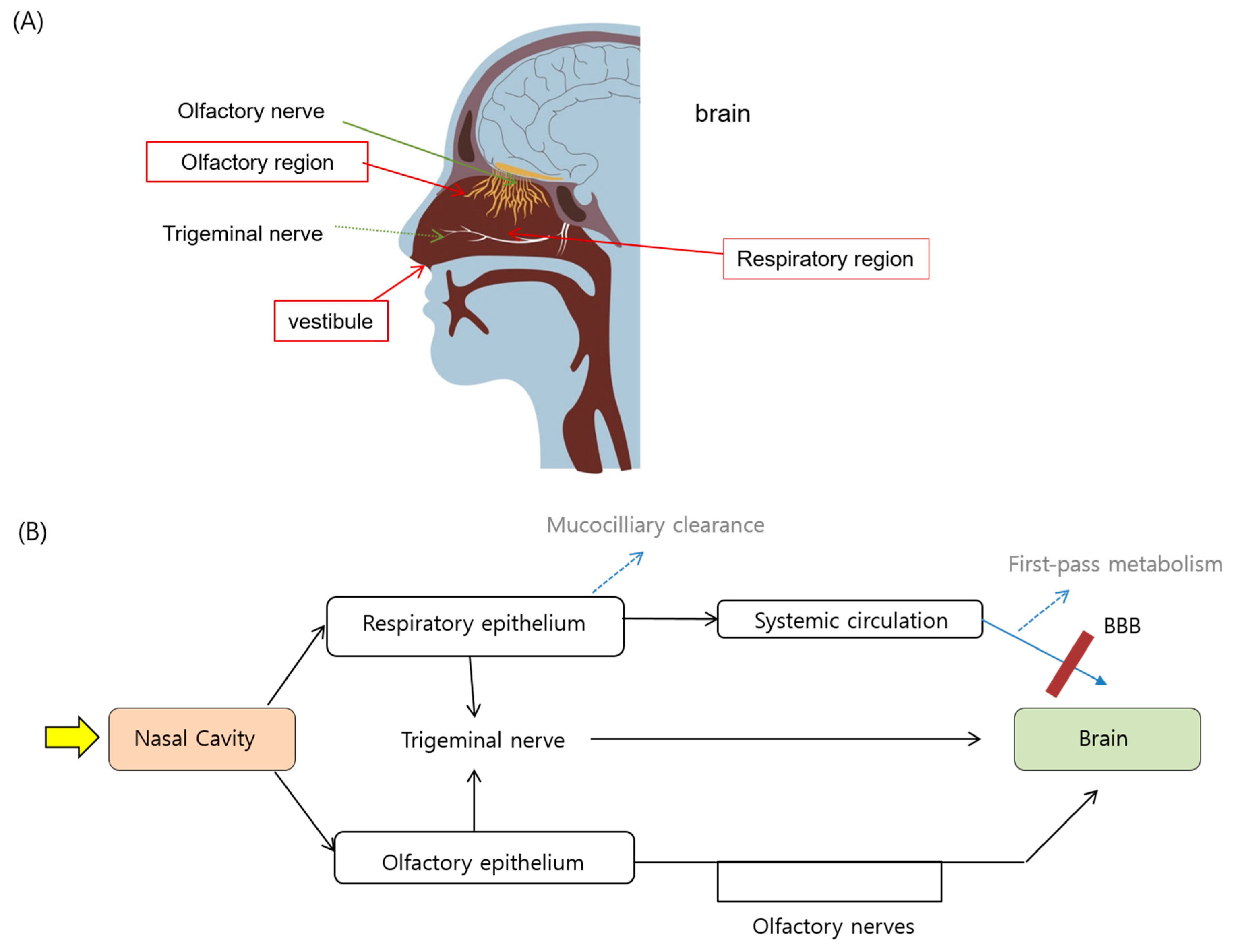 Pharmaceutics Free Full Text Liposomal Formulations For Nose