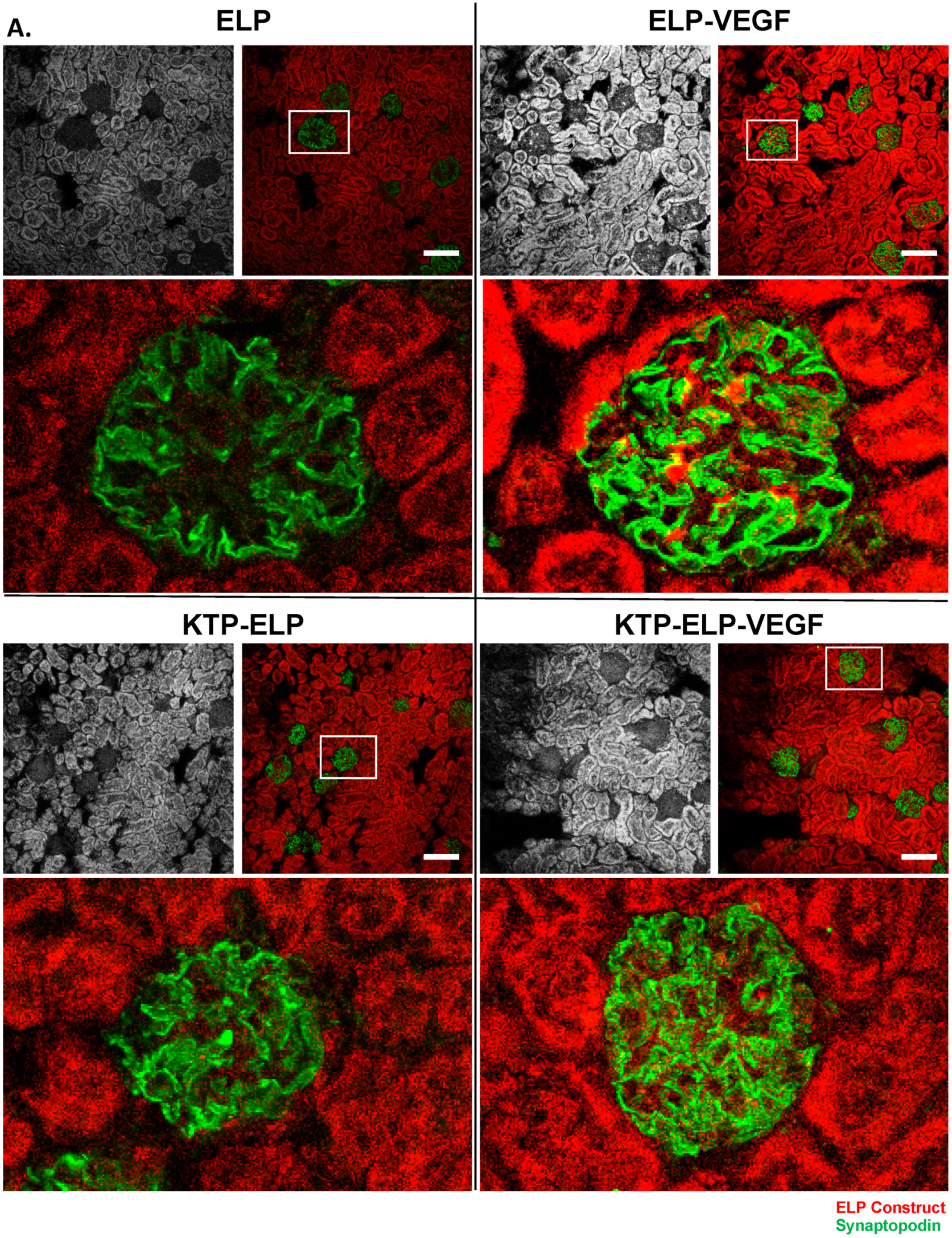 Pharmaceutics 11 00542 g009a Pharmaceutics 11 00542 g009a