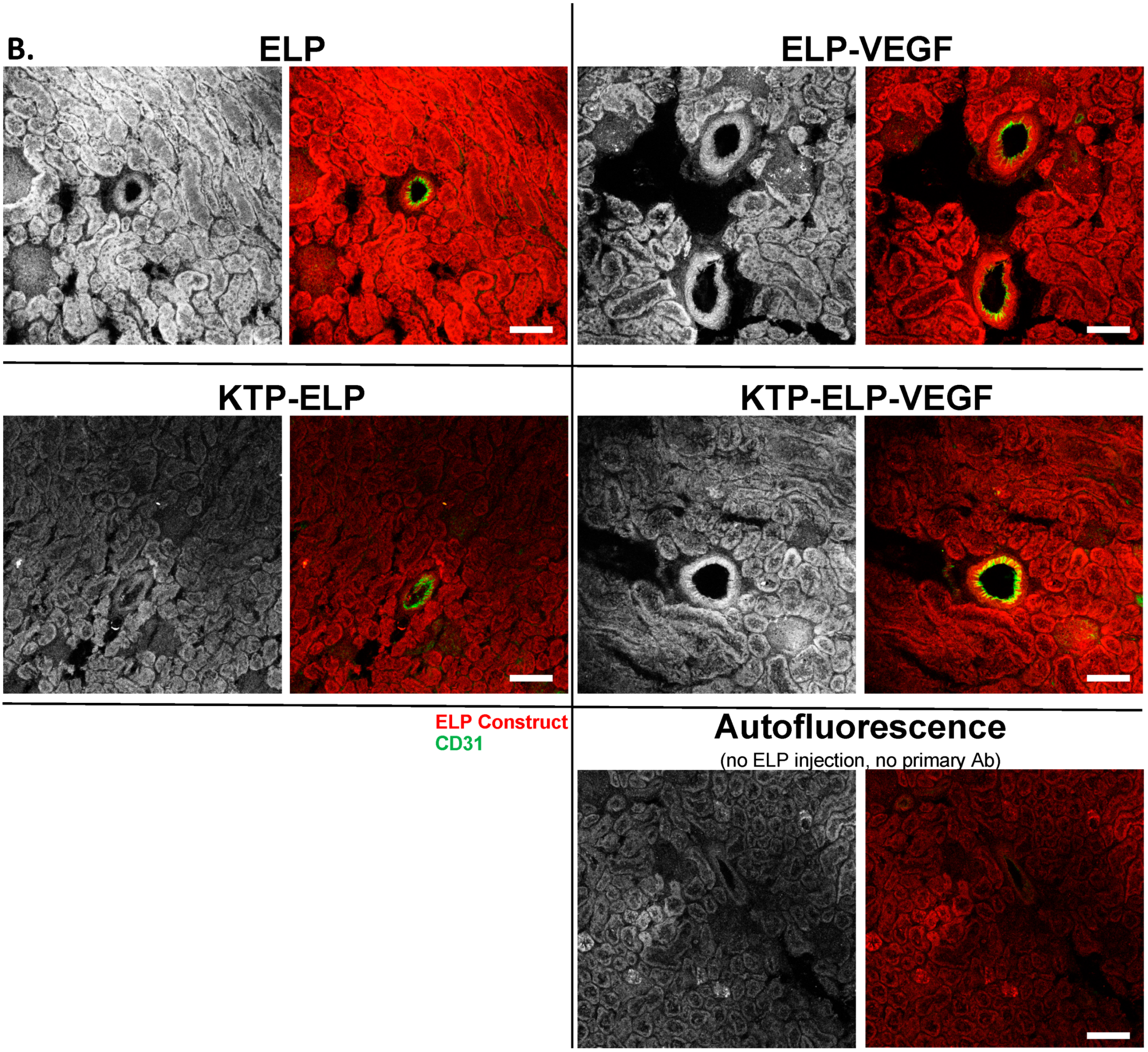 Pharmaceutics 11 00542 g009b Pharmaceutics 11 00542 g009b