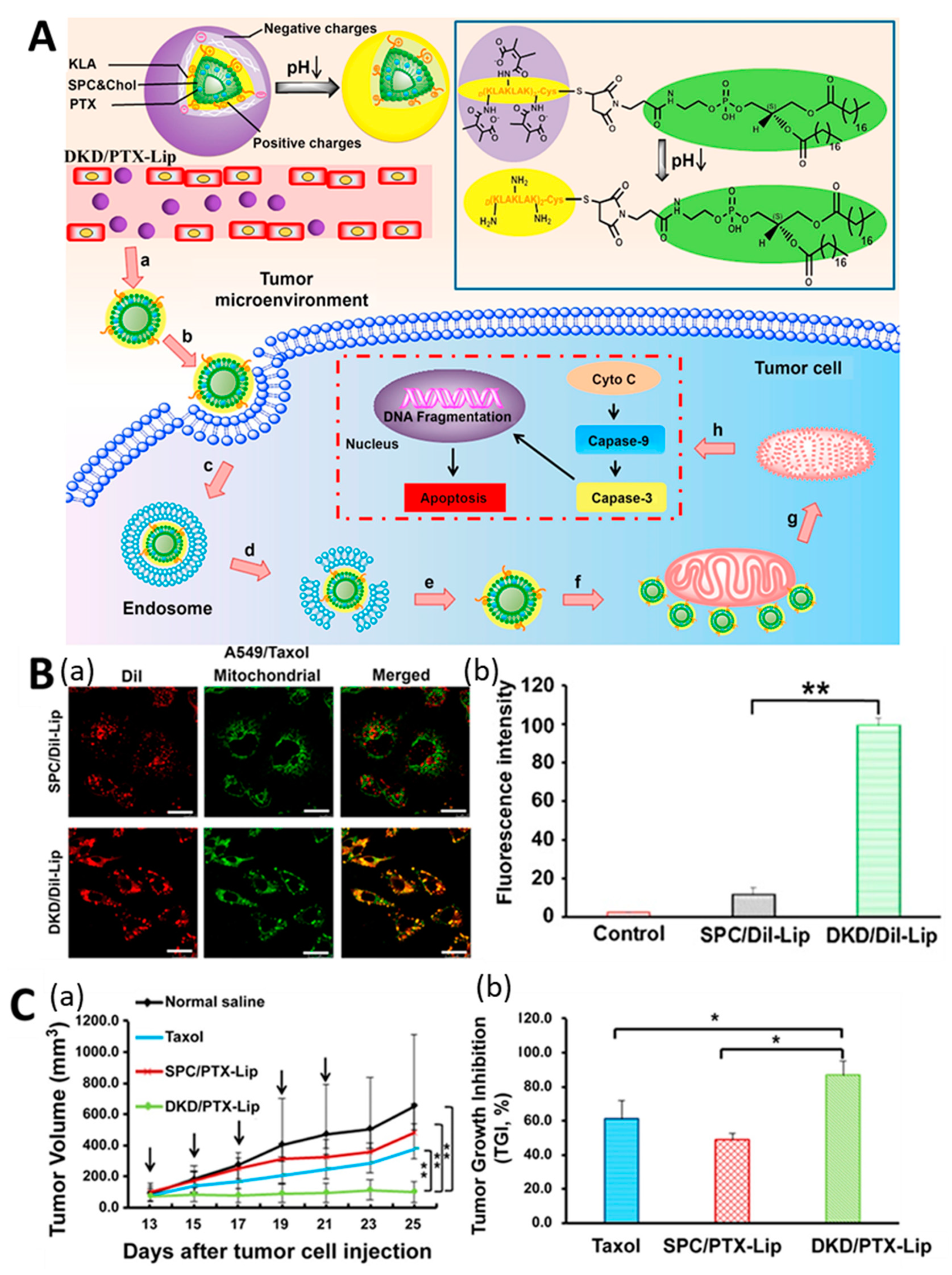 Pharmaceutics 11 00543 g005