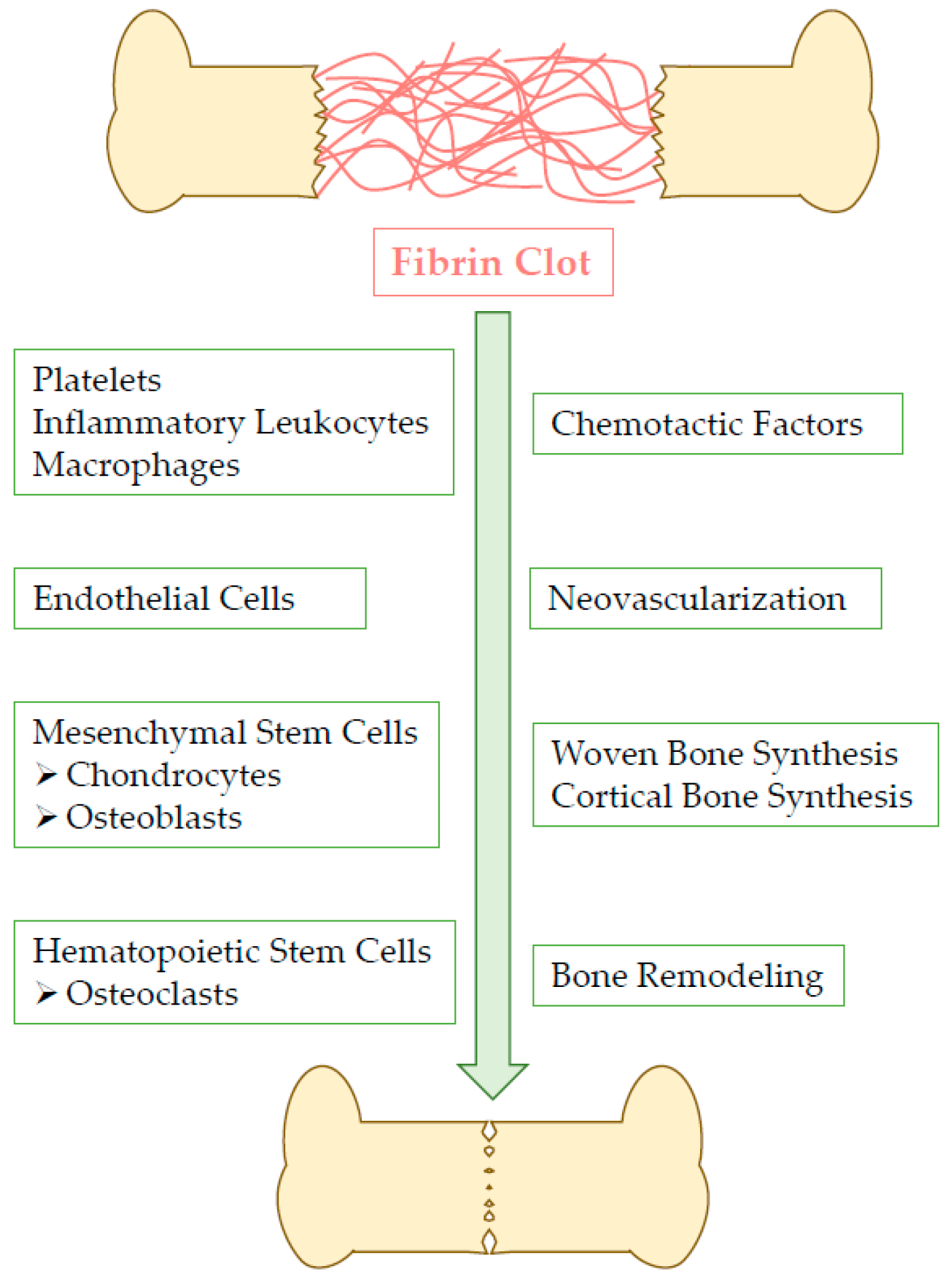 Pharmaceutics 11 00556 g001