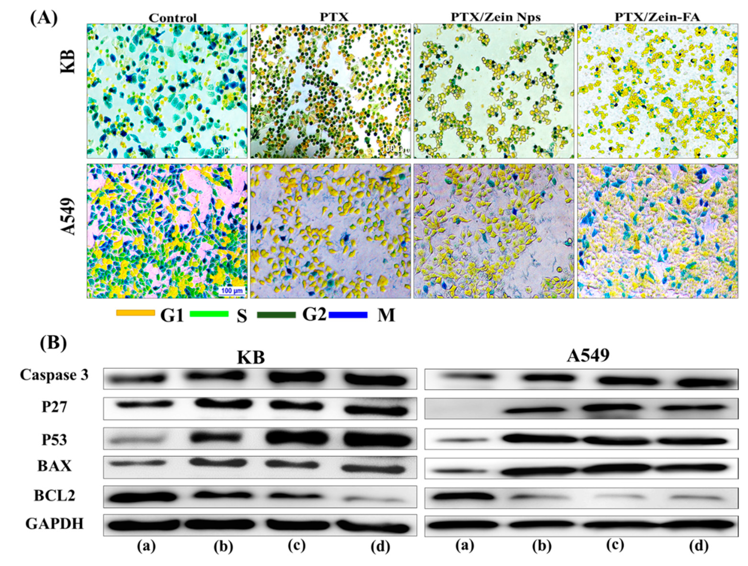 Pharmaceutics 11 00562 g005 550