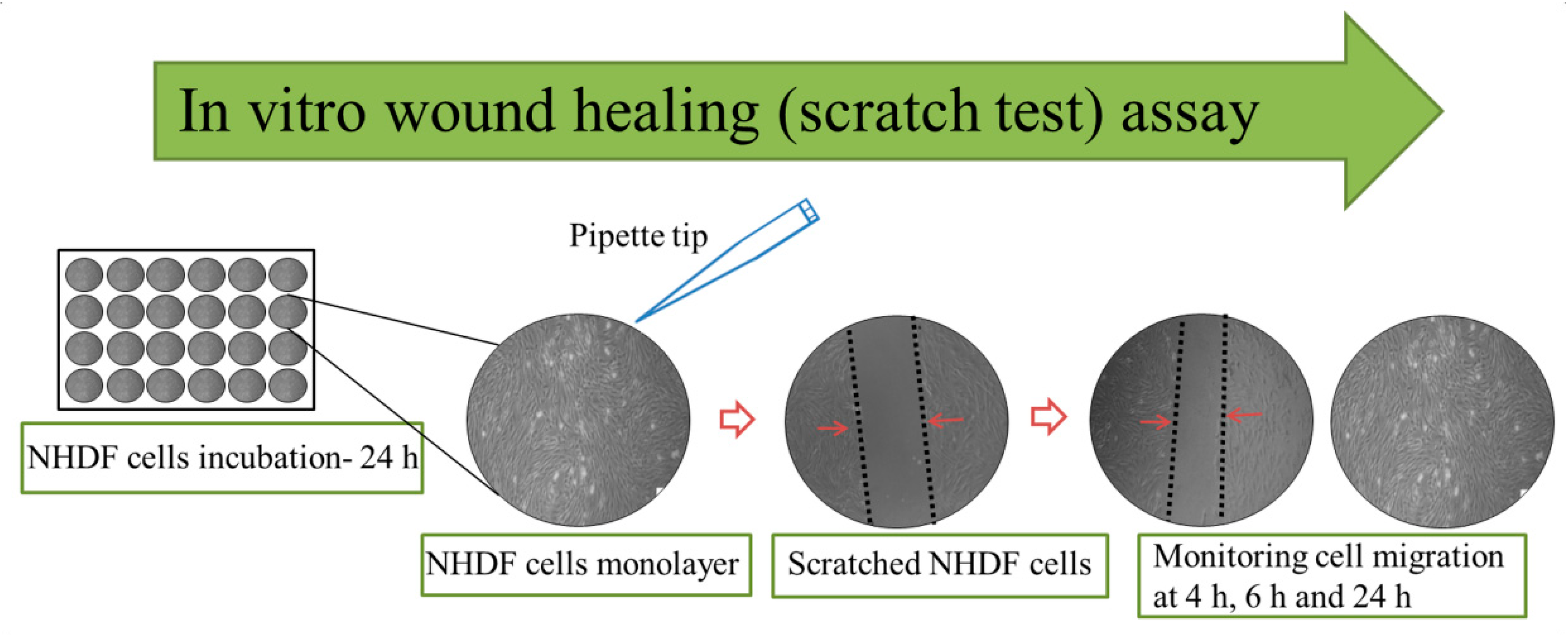 Pharmaceutics Free Full Text Evaluation Of Electrospun Poly E Caprolactone Gelatin Nanofiber Mats Containing Clove Essential Oil For Antibacterial Wound Dressing Html
