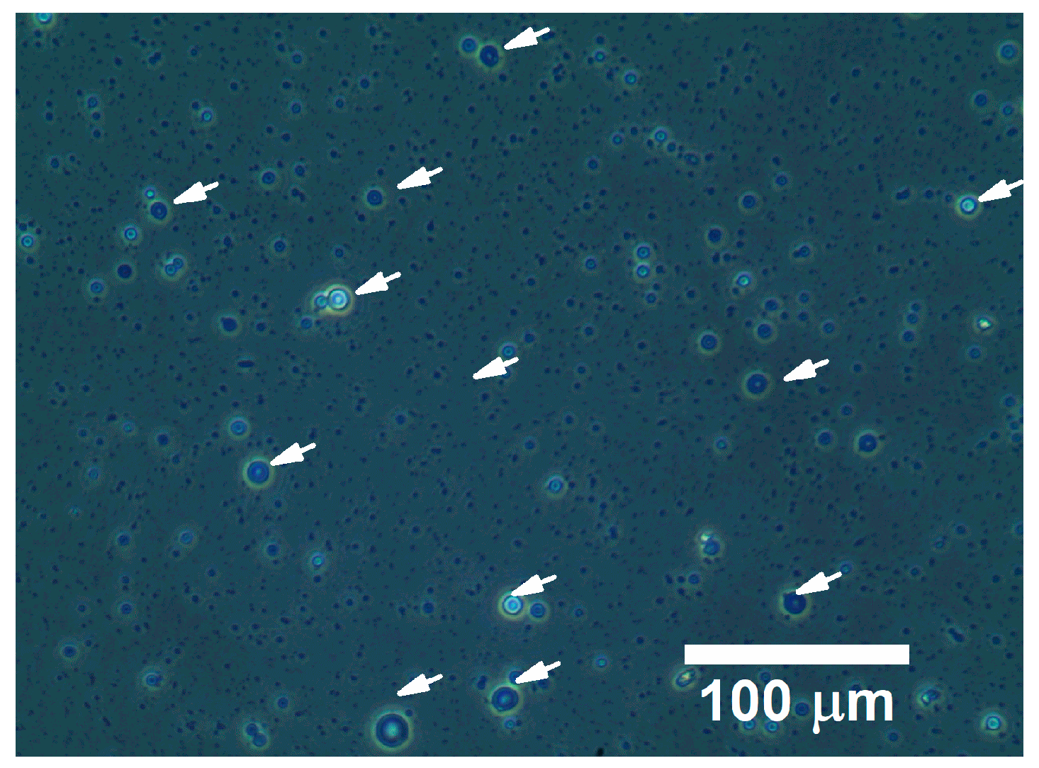 Pharmaceutics 11 00583 g003
