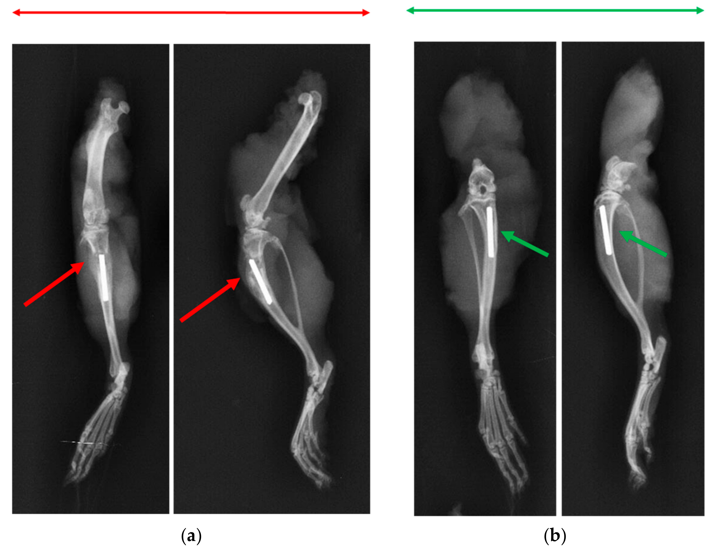 Pharmaceutics 11 00592 g005