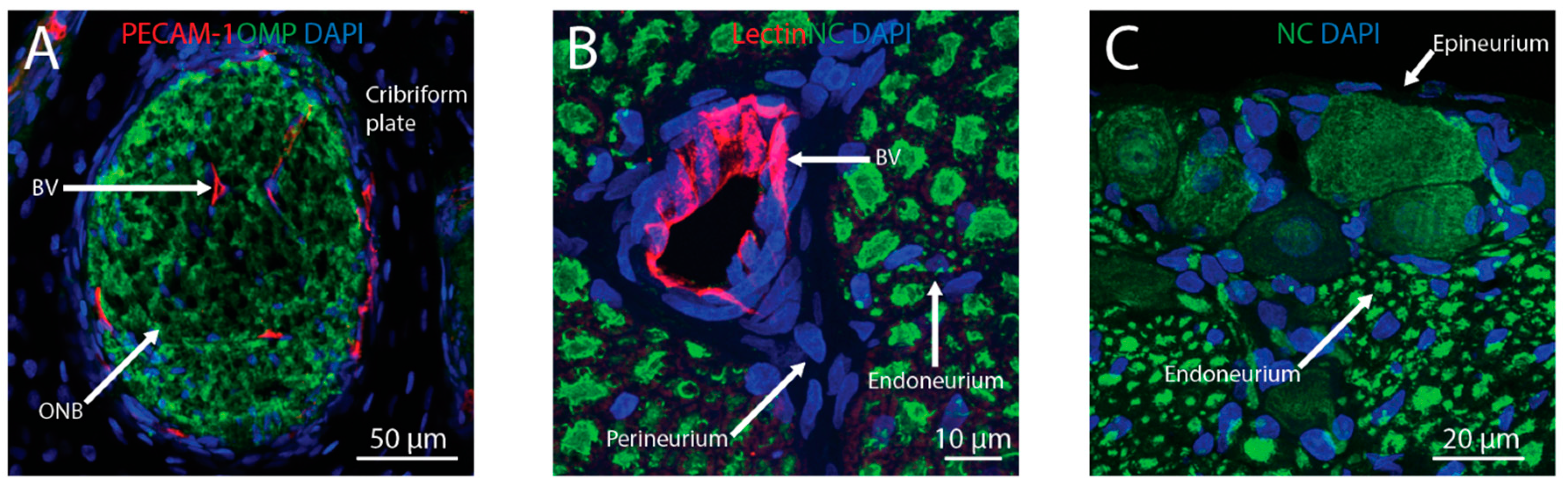 Pharmaceutics 11 00598 g002 Pharmaceutics 11 00598 g002
