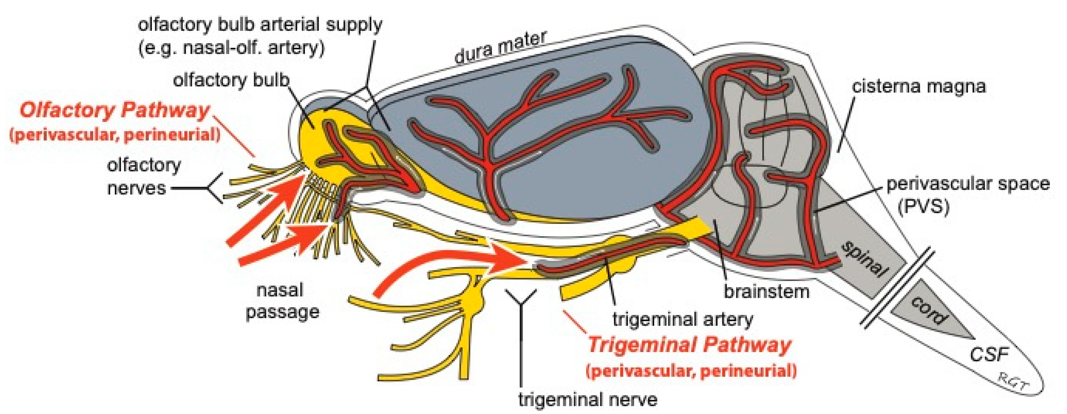Pharmaceutics 11 00598 g004 Pharmaceutics 11 00598 g004