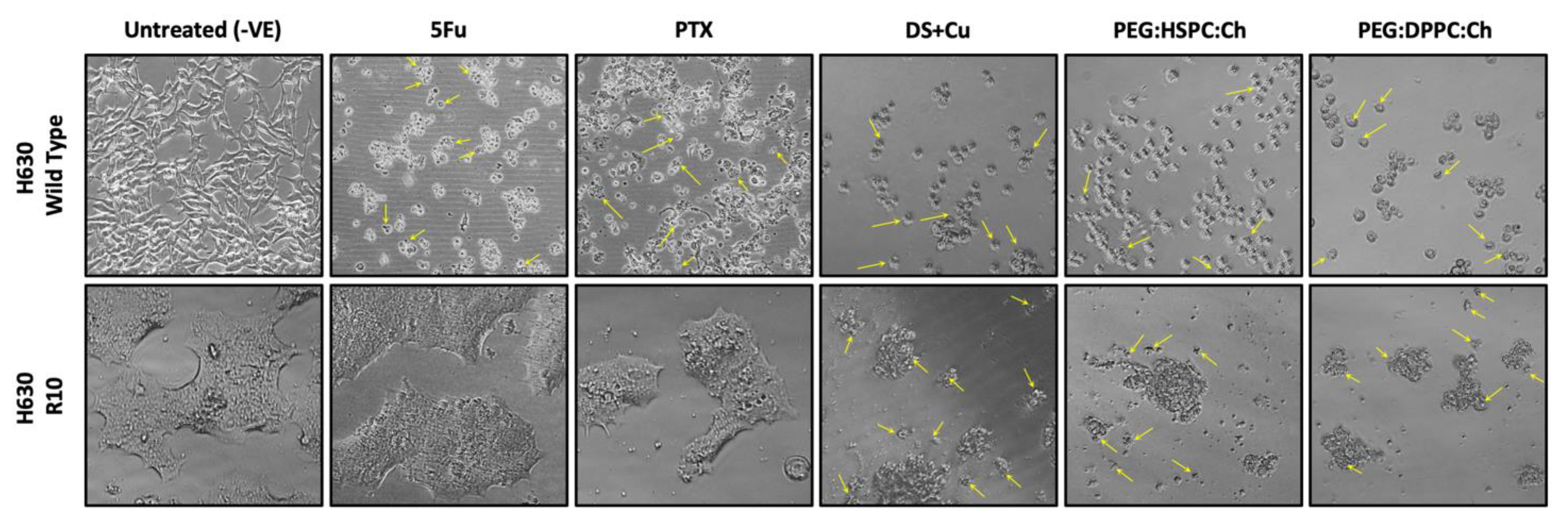Pharmaceutics 11 00610 g007 Pharmaceutics 11 00610 g007