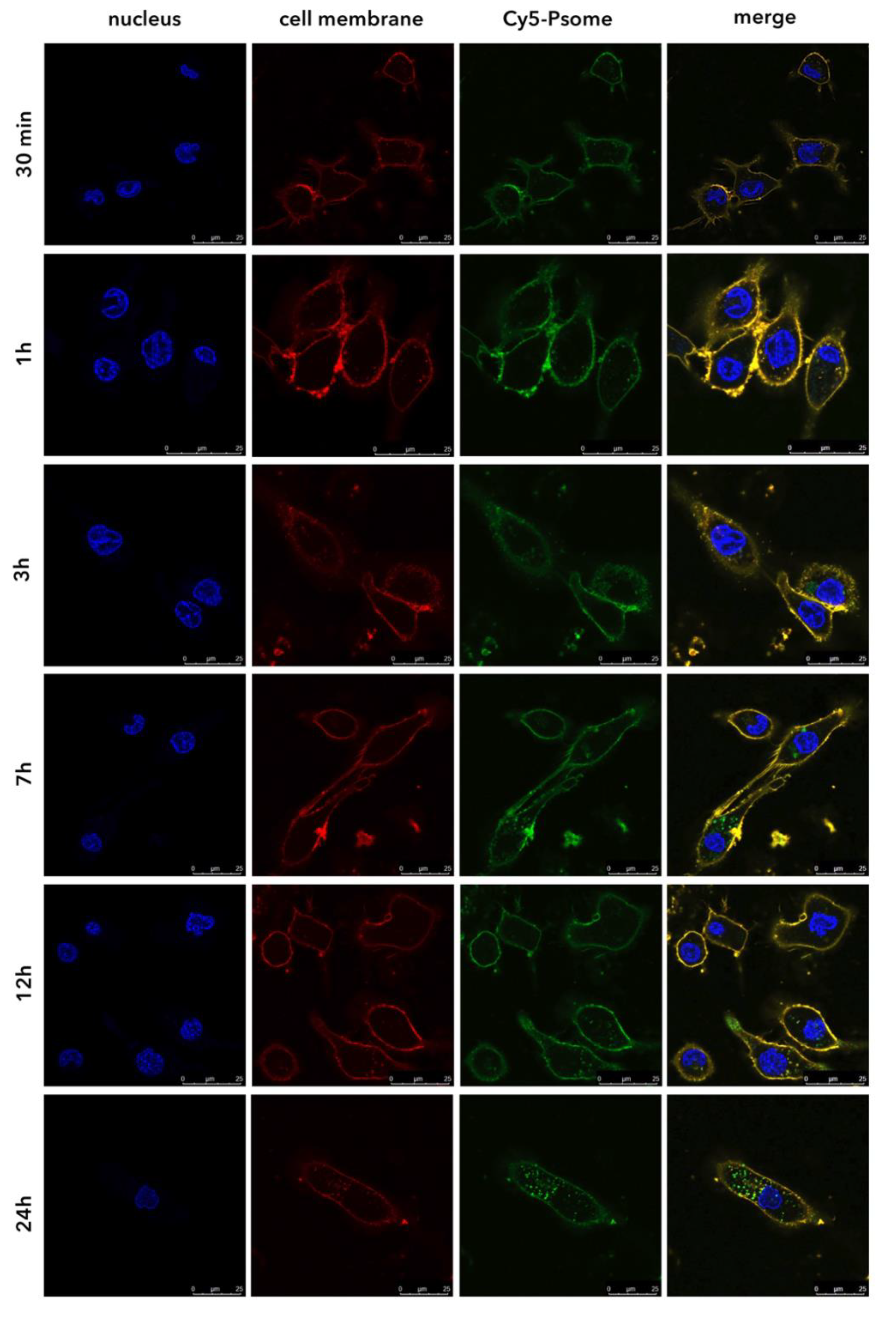 Pharmaceutics 11 00614 g002 Pharmaceutics 11 00614 g002