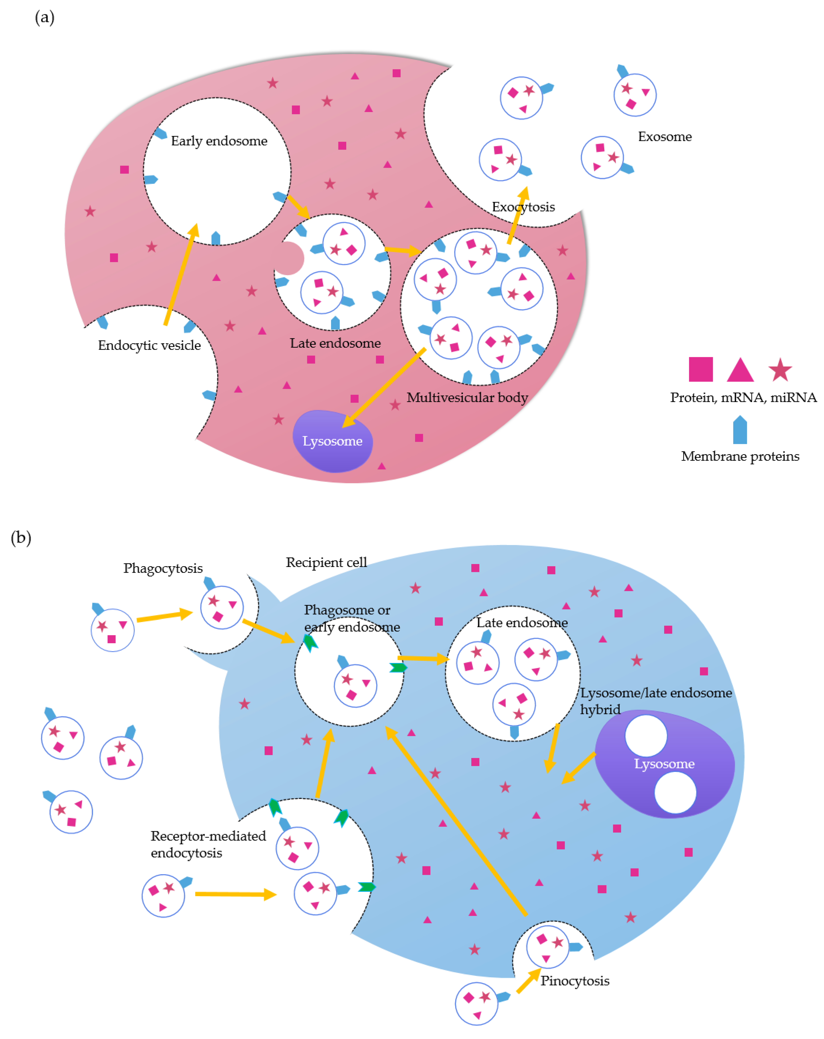 Pharmaceutics 11 00649 g001