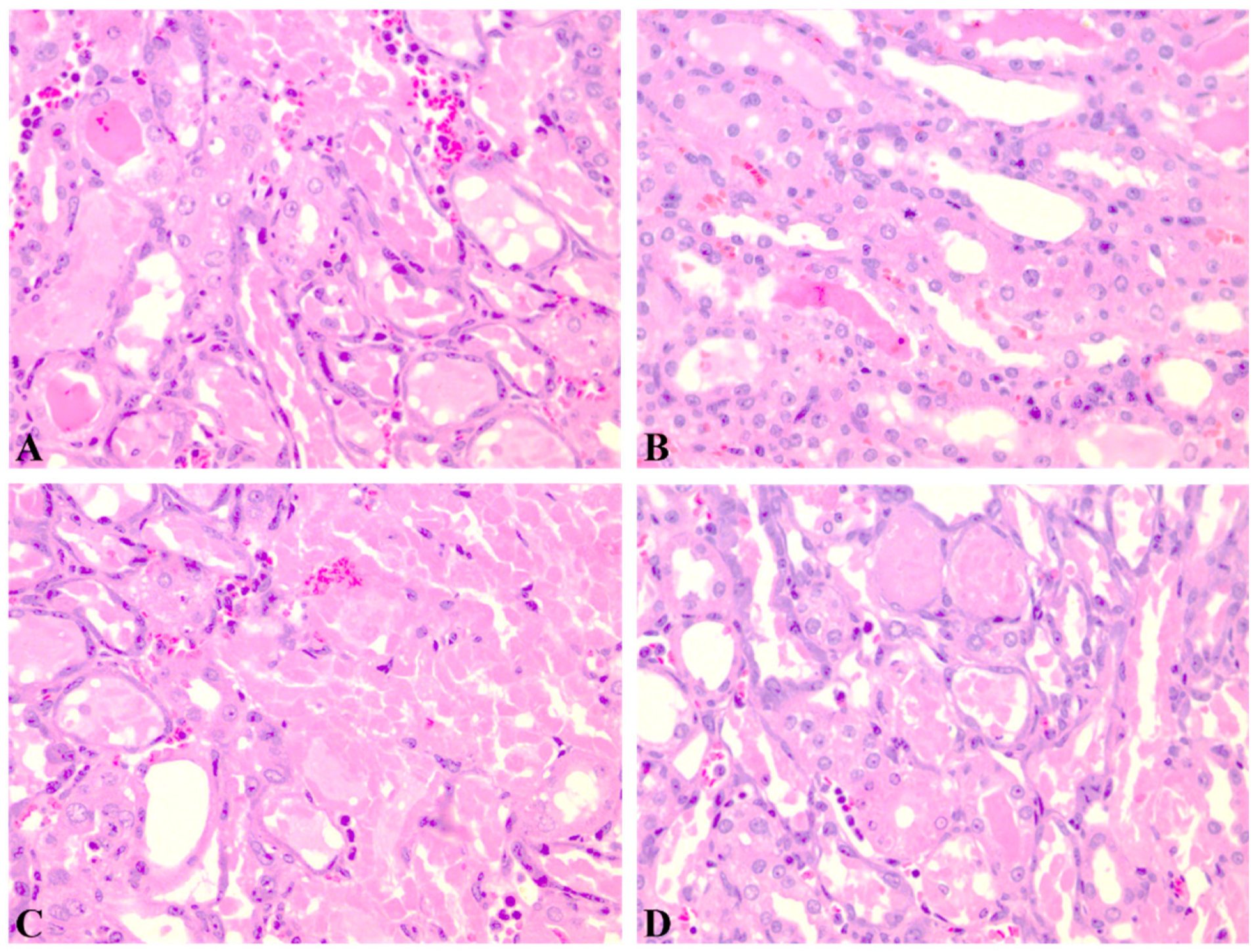 Pharmaceutics 11 00656 g004 Pharmaceutics 11 00656 g004