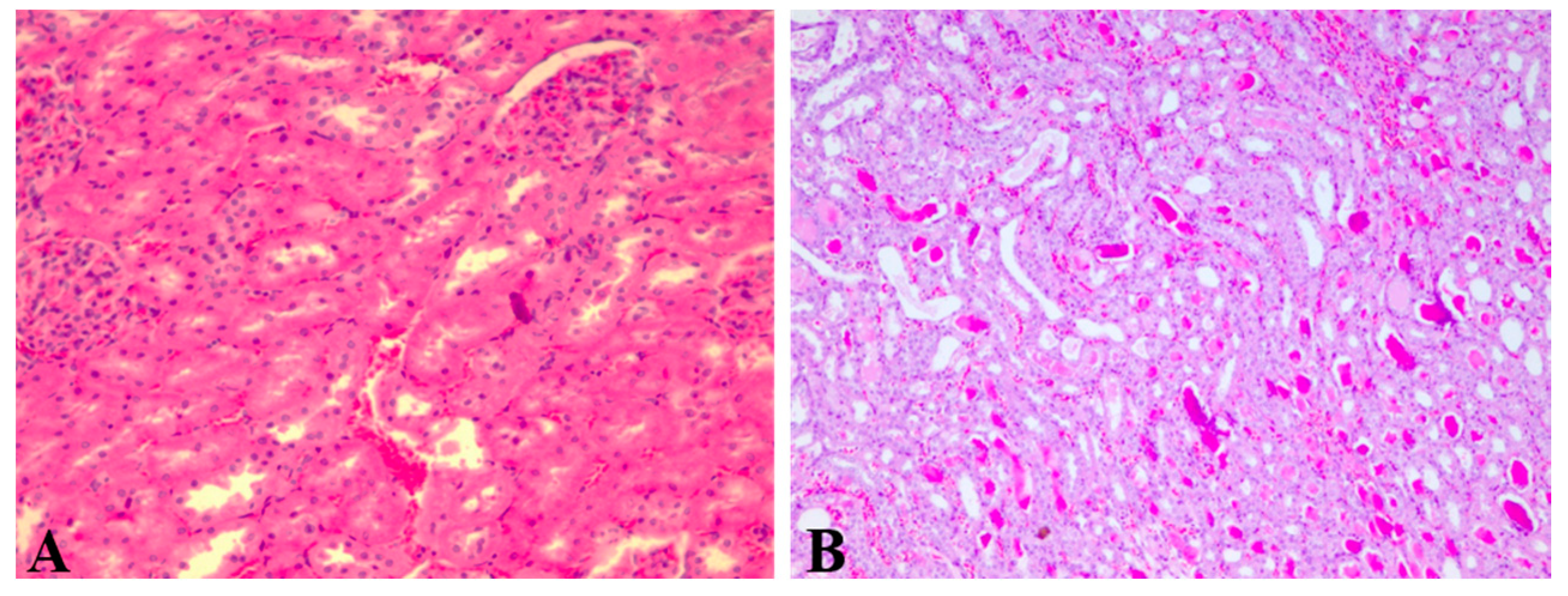 Pharmaceutics 11 00656 g005 Pharmaceutics 11 00656 g005