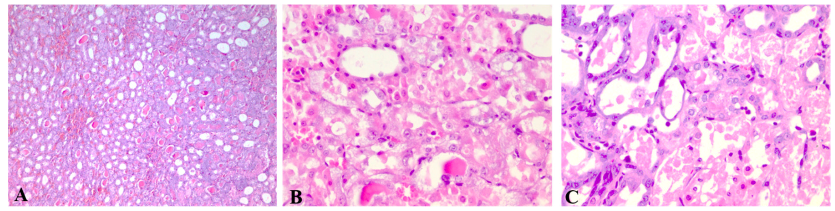 Pharmaceutics 11 00656 g006 Pharmaceutics 11 00656 g006