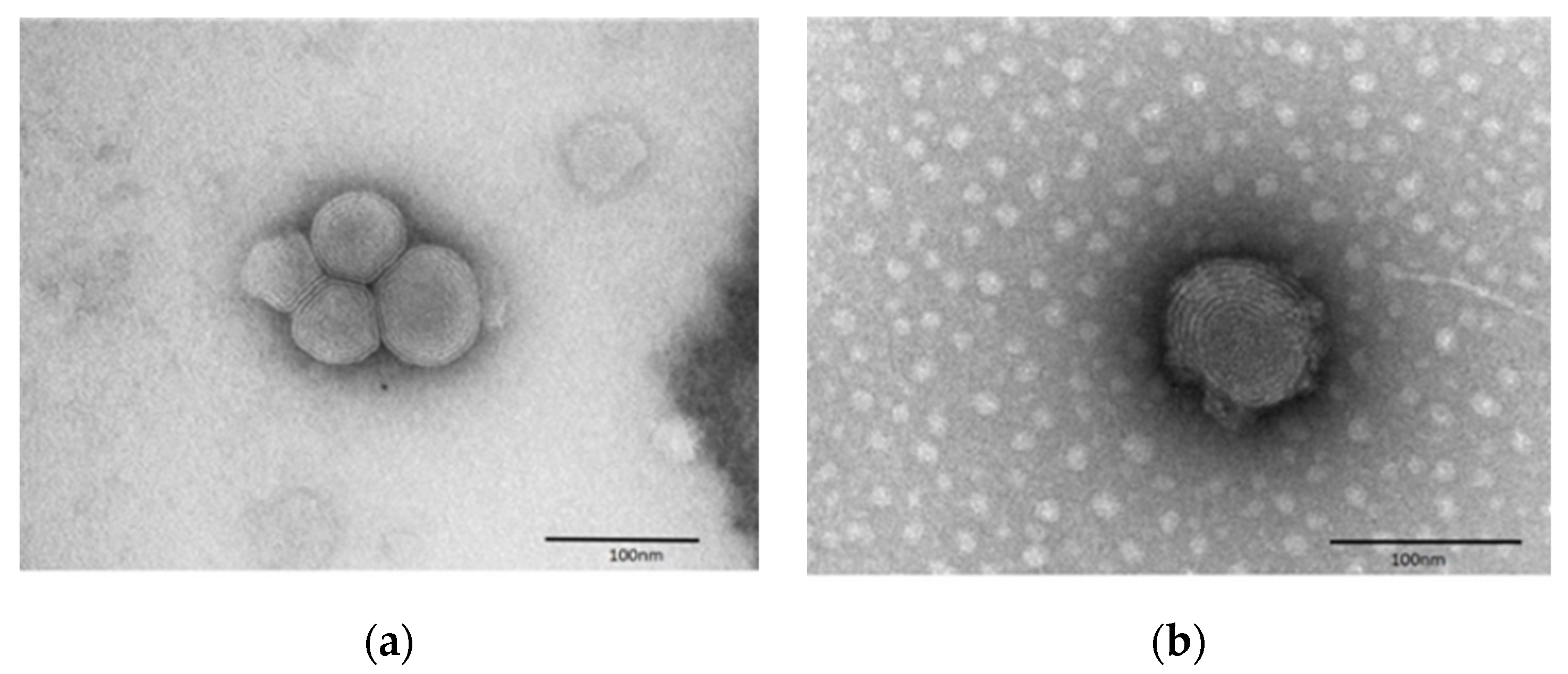 Pharmaceutics 11 00682 g003 Pharmaceutics 11 00682 g003