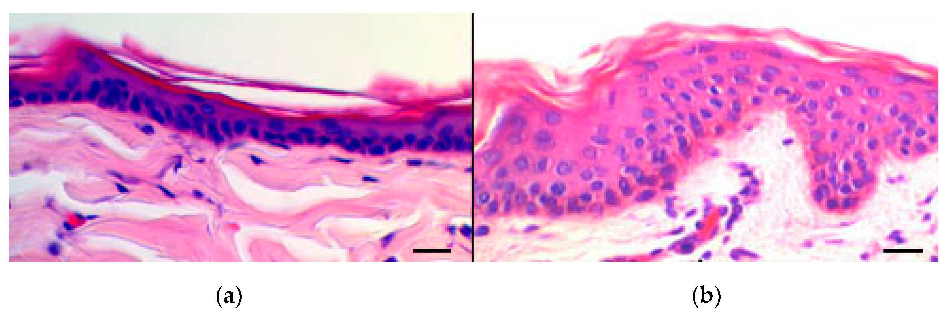 Pharmaceutics 11 00682 g007 Pharmaceutics 11 00682 g007