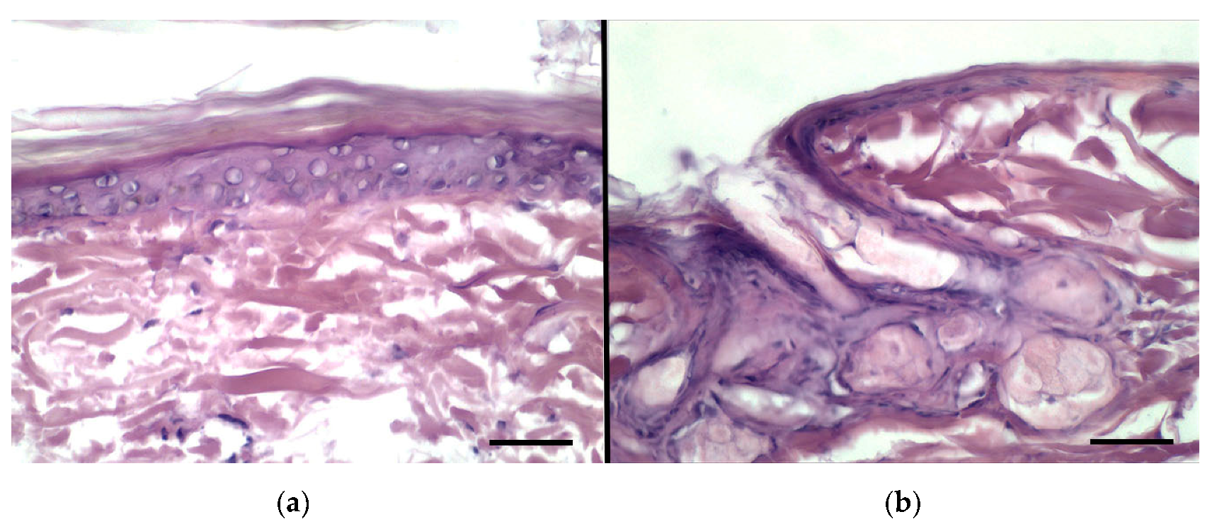 Pharmaceutics 11 00682 g008 Pharmaceutics 11 00682 g008