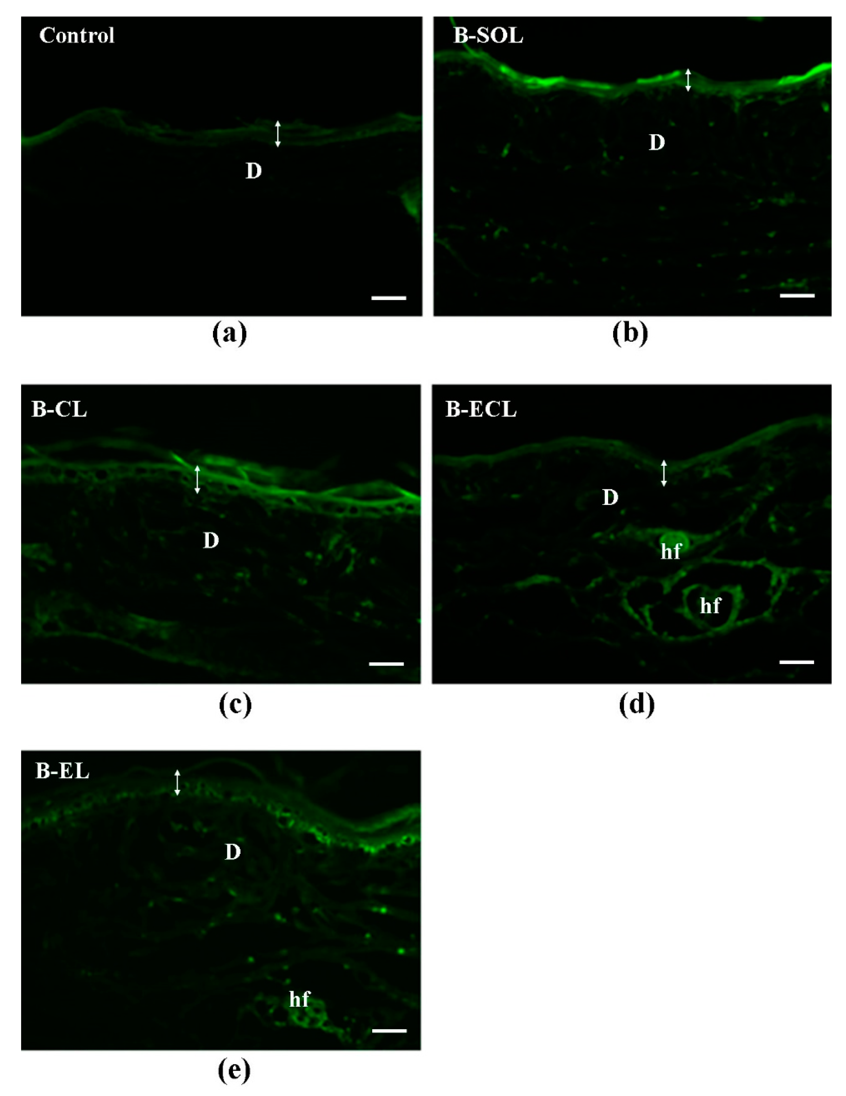 Pharmaceutics 11 00682 g010 Pharmaceutics 11 00682 g010