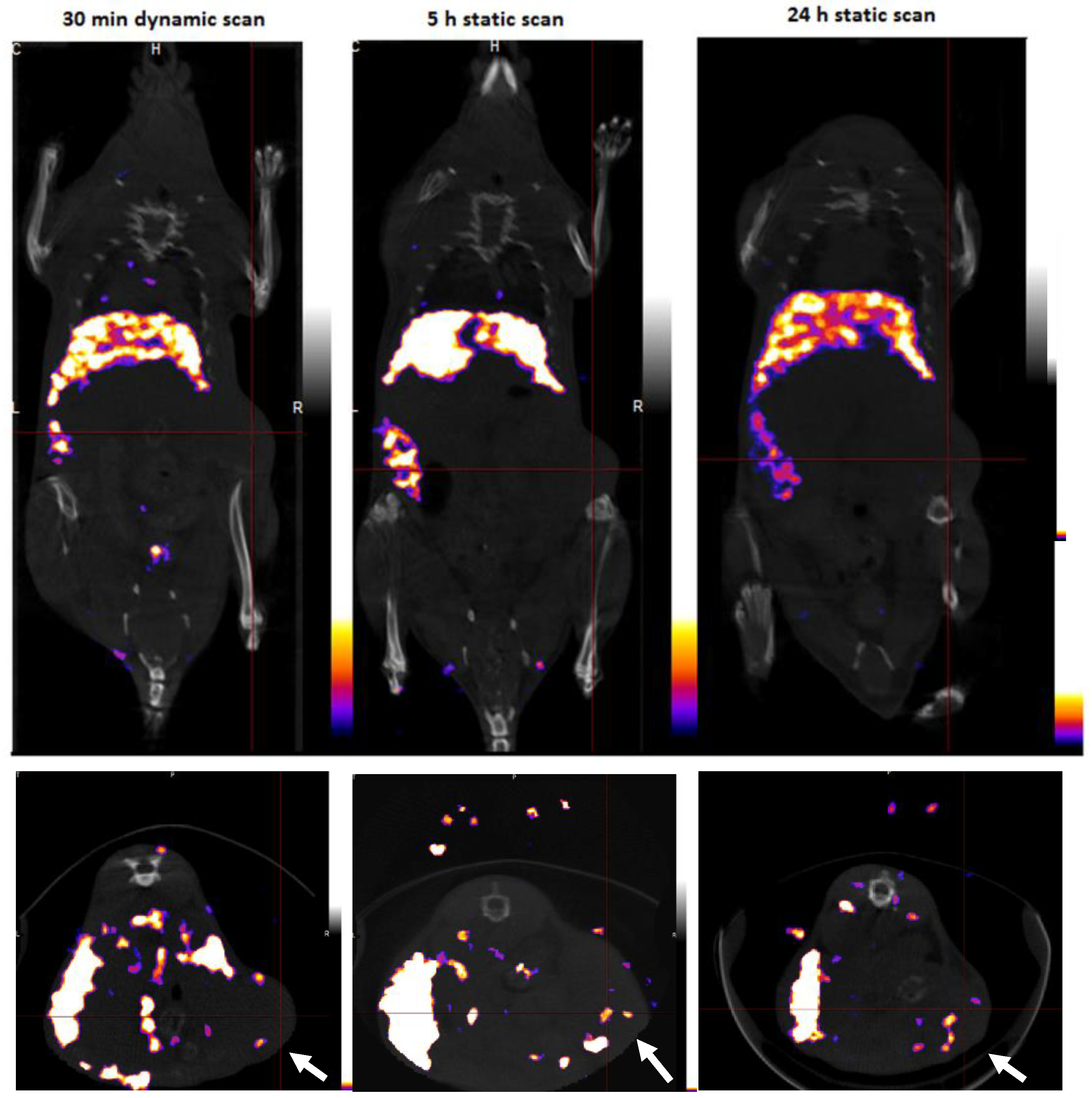 Pharmaceutics 11 00686 g005 Pharmaceutics 11 00686 g005