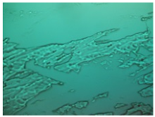 Pharmaceutics 12 00017 i004