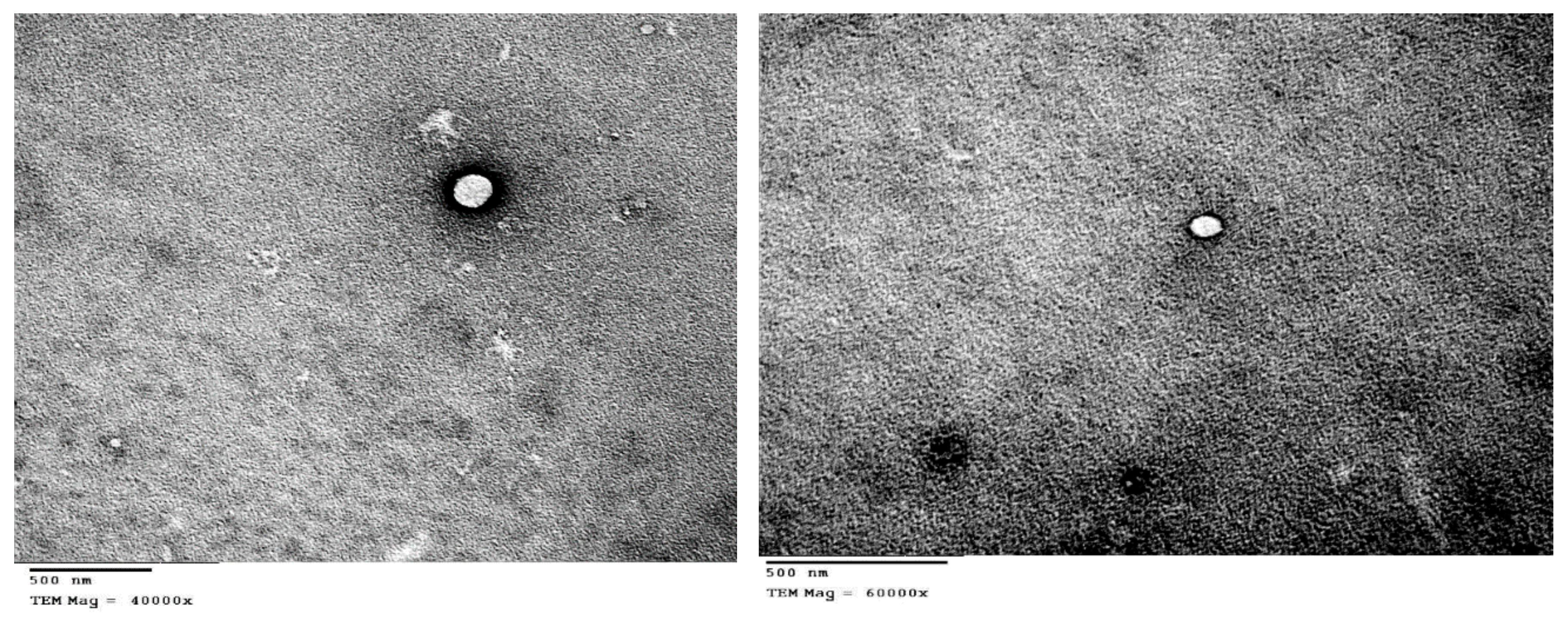 Pharmaceutics 12 00025 g003 Pharmaceutics 12 00025 g003