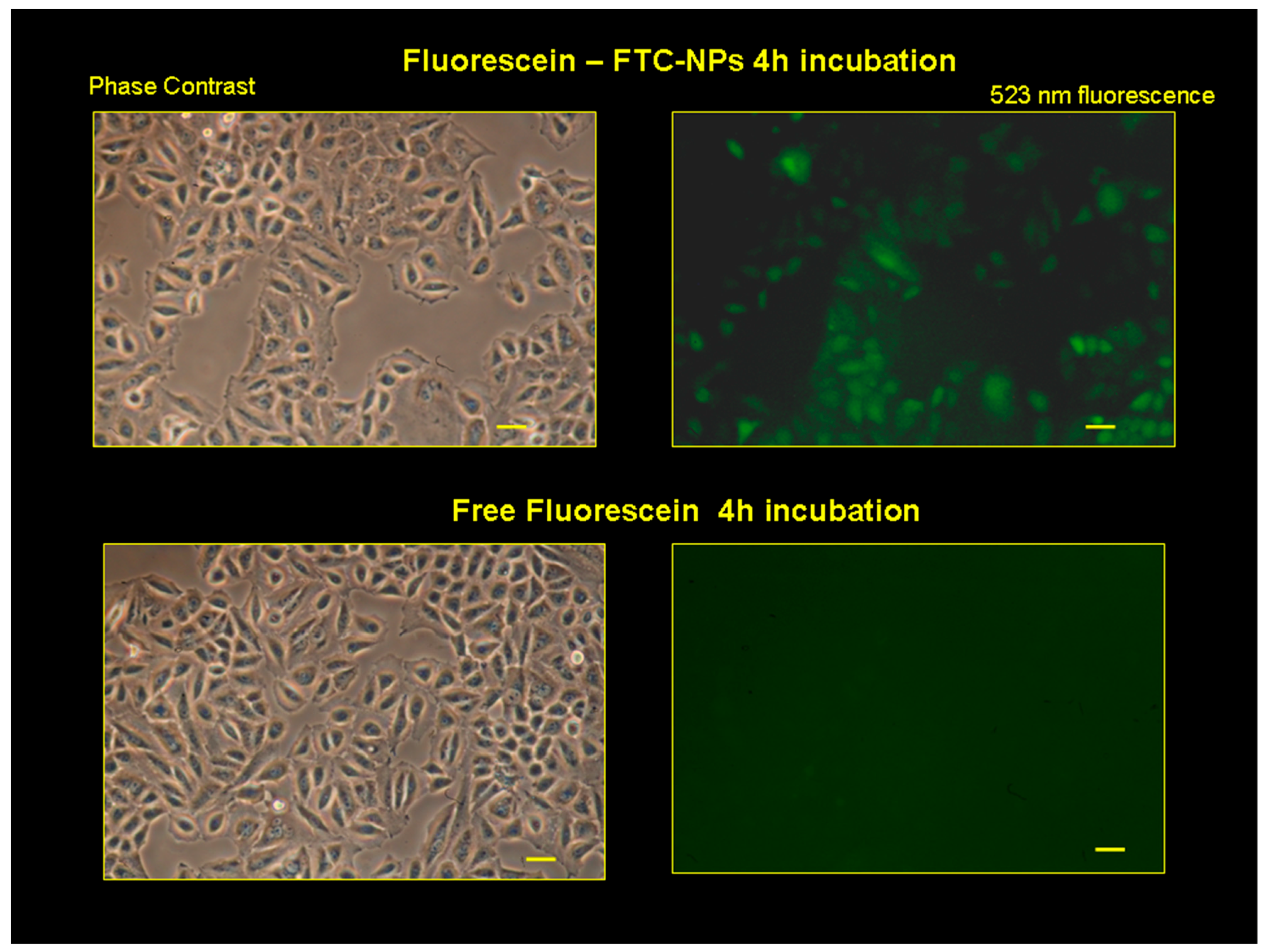 Pharmaceutics 12 00026 g007
