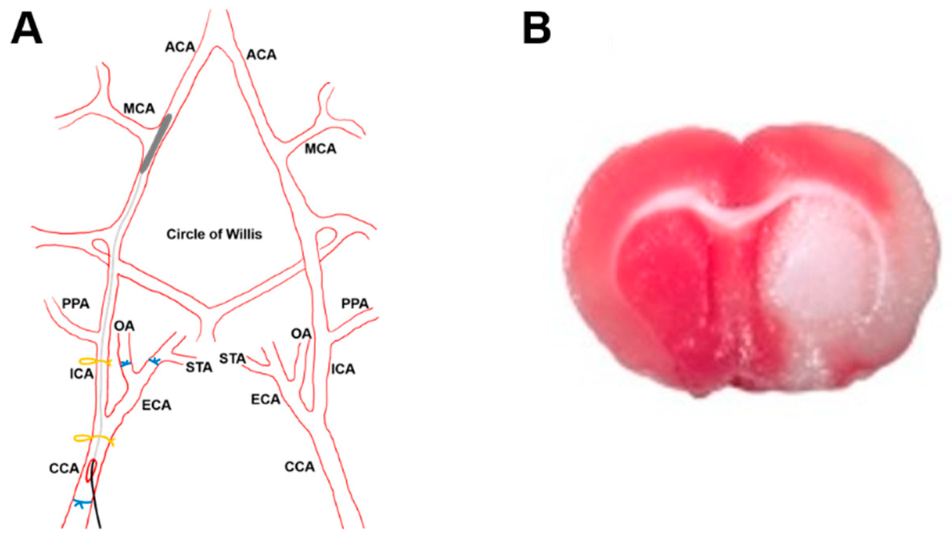 Pharmaceutics 12 00040 g001 Pharmaceutics 12 00040 g001