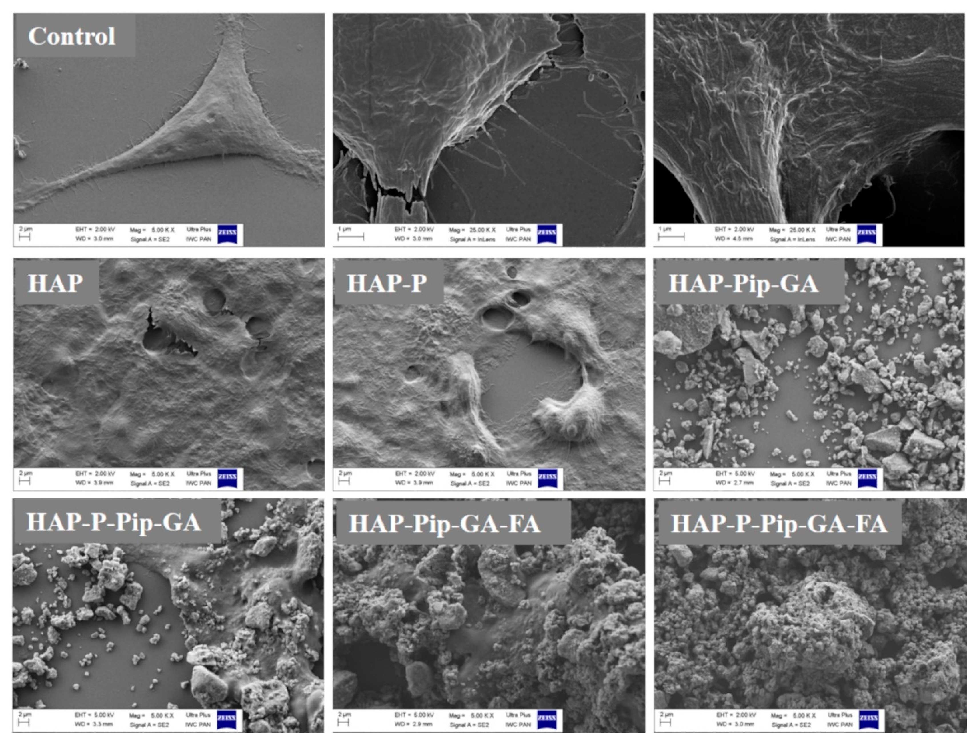 Pharmaceutics 12 00070 g011