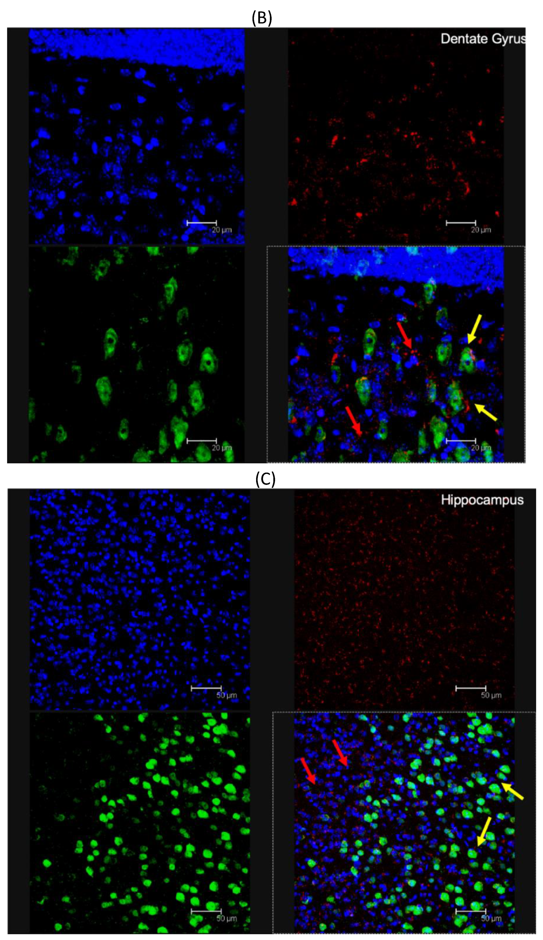 Pharmaceutics 12 00072 g005b