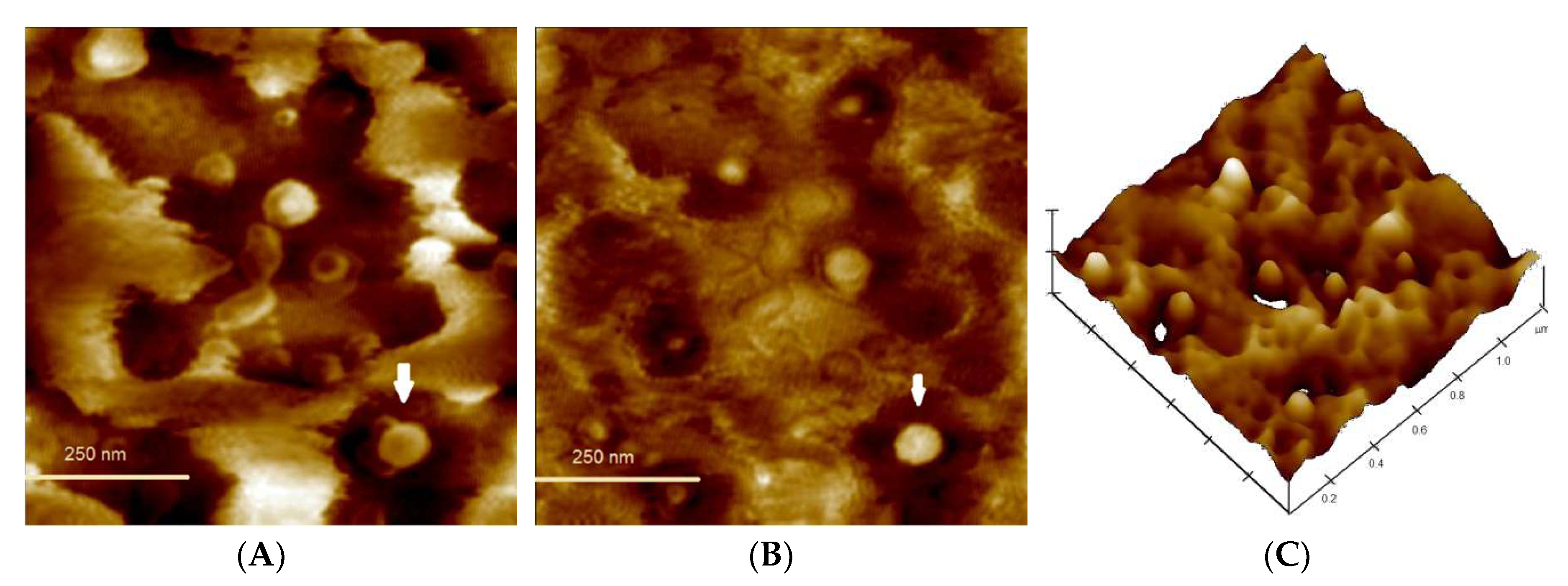 Pharmaceutics 12 00080 g007