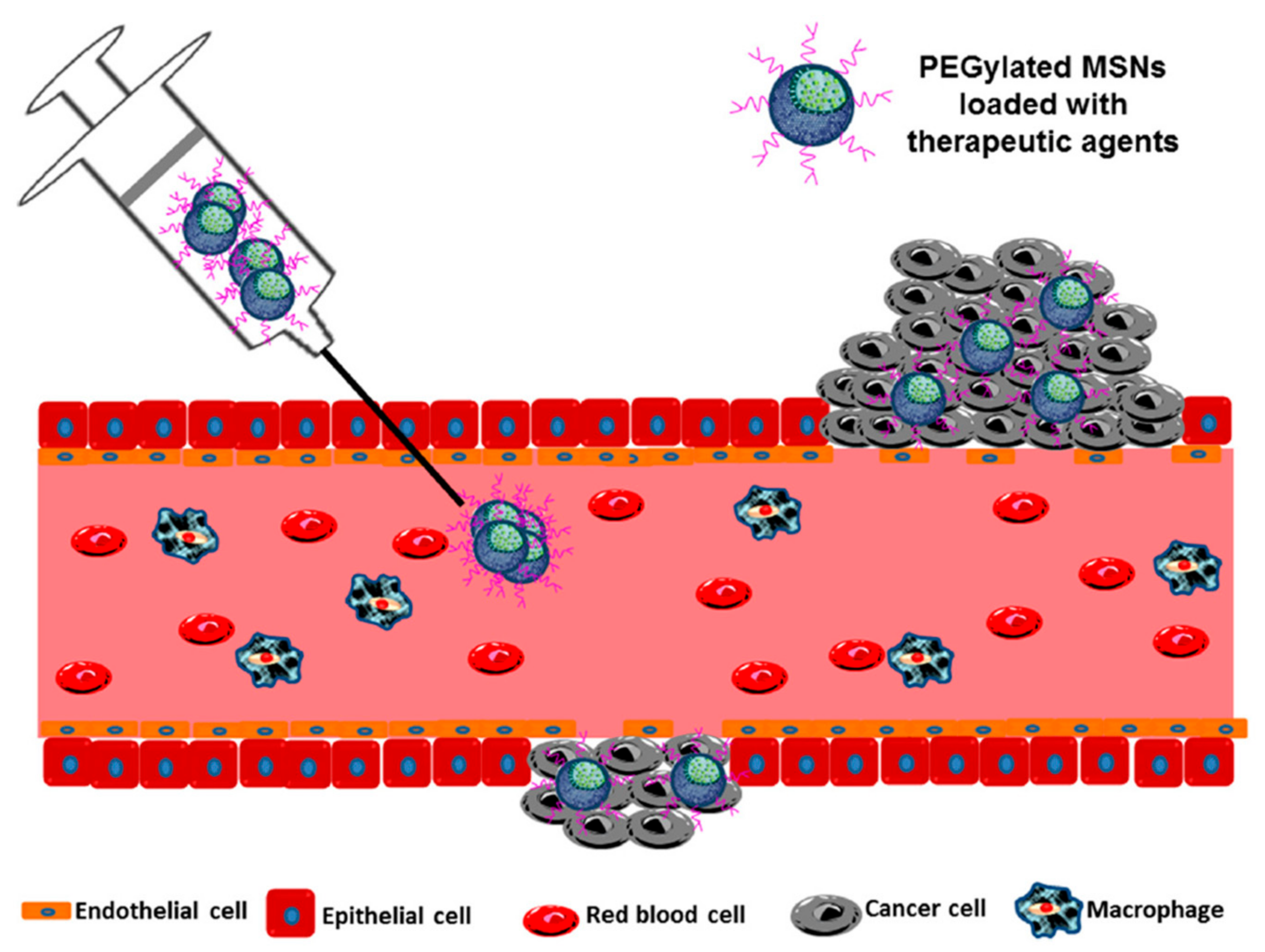 Pharmaceutics 12 00083 g003 Pharmaceutics 12 00083 g003