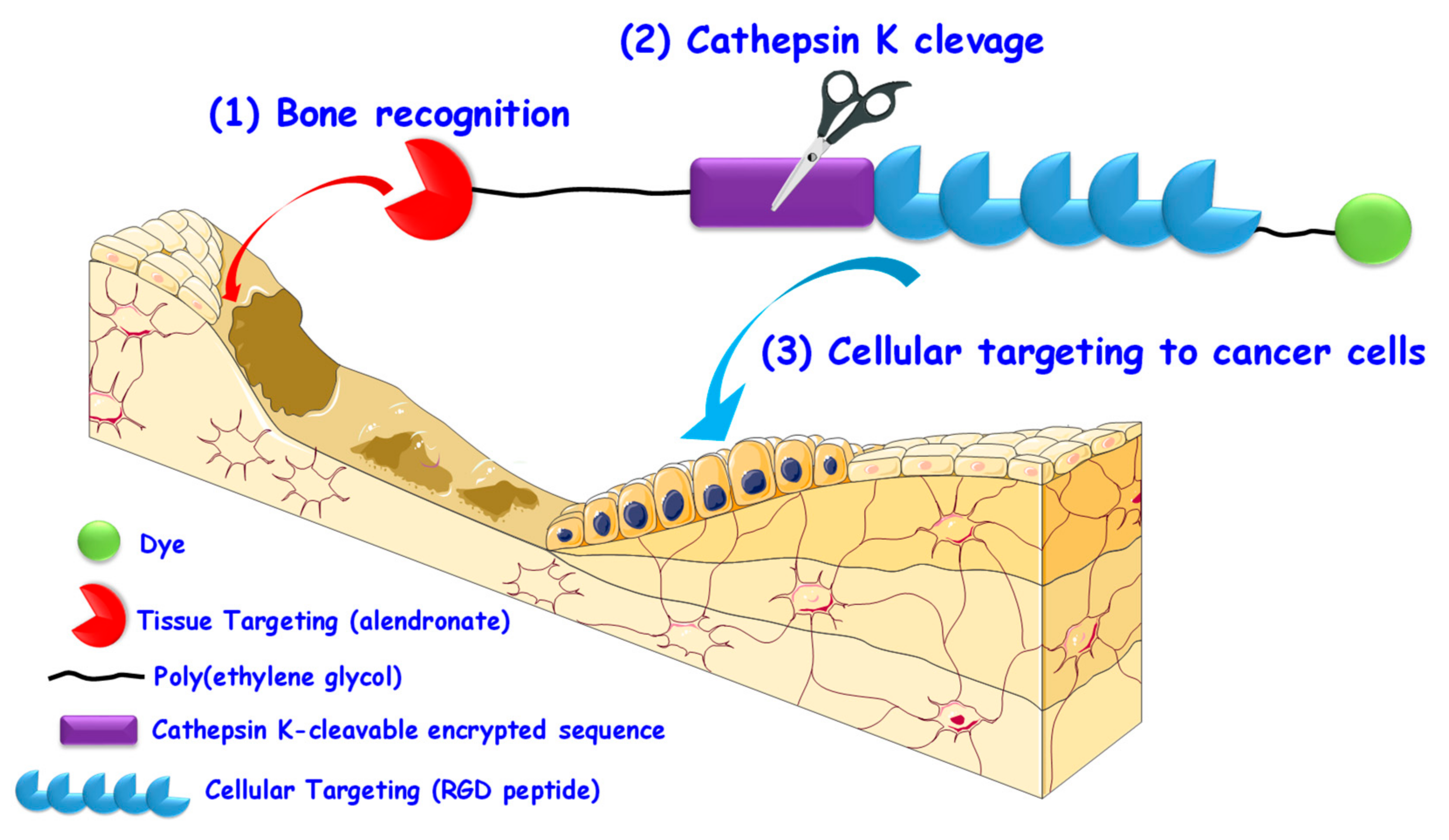 Pharmaceutics 12 00083 g004 Pharmaceutics 12 00083 g004