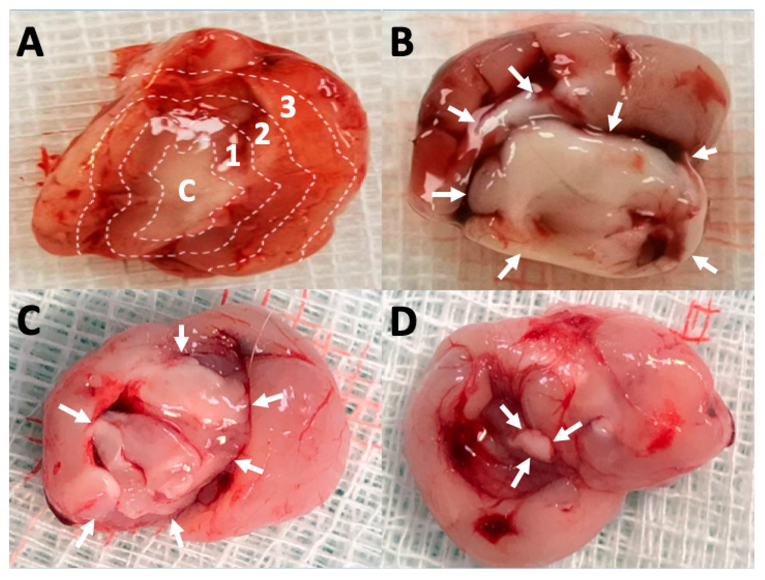 Pharmaceutics 12 00091 g001 Pharmaceutics 12 00091 g001