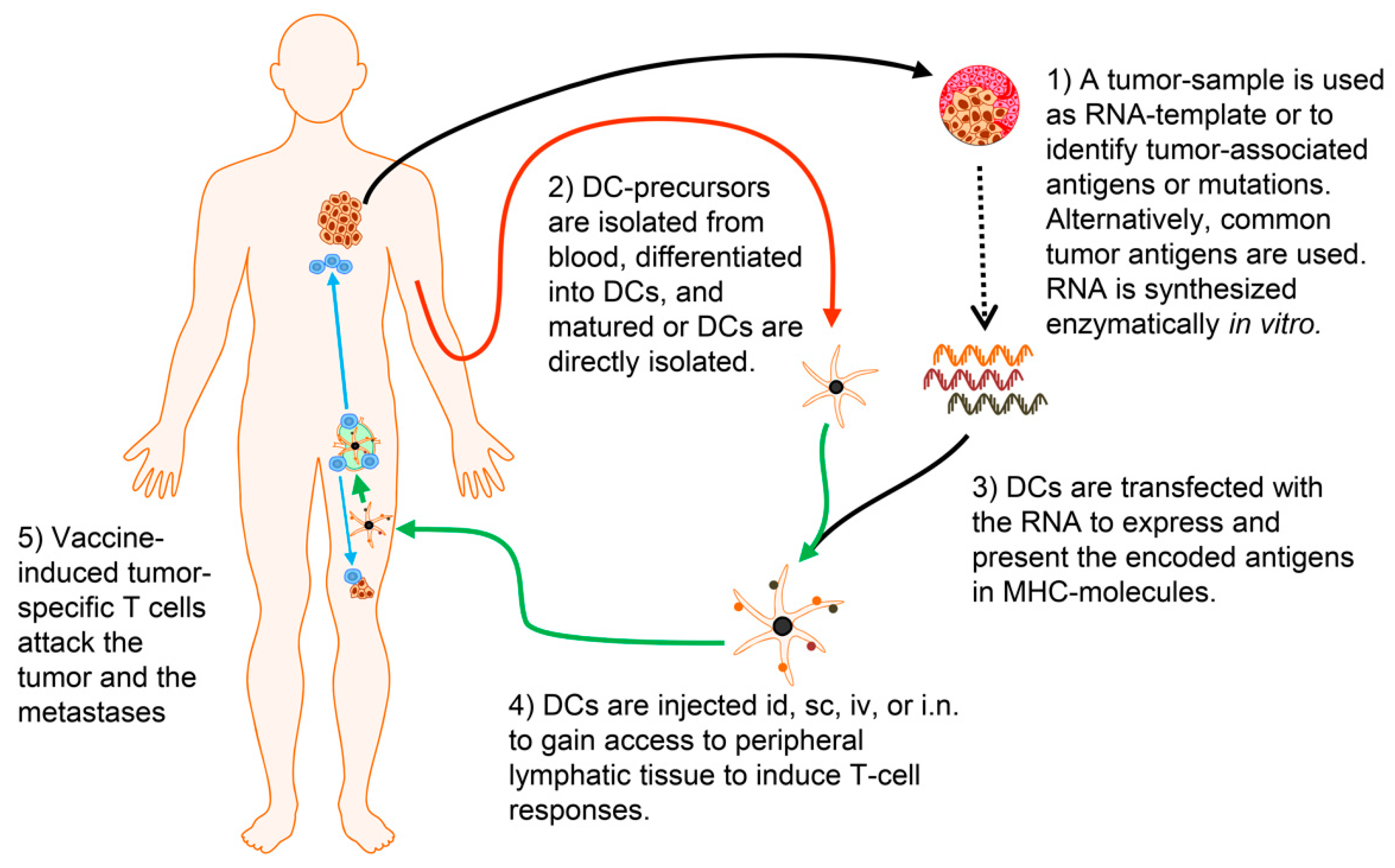 Pharmaceutics 12 00092 g002