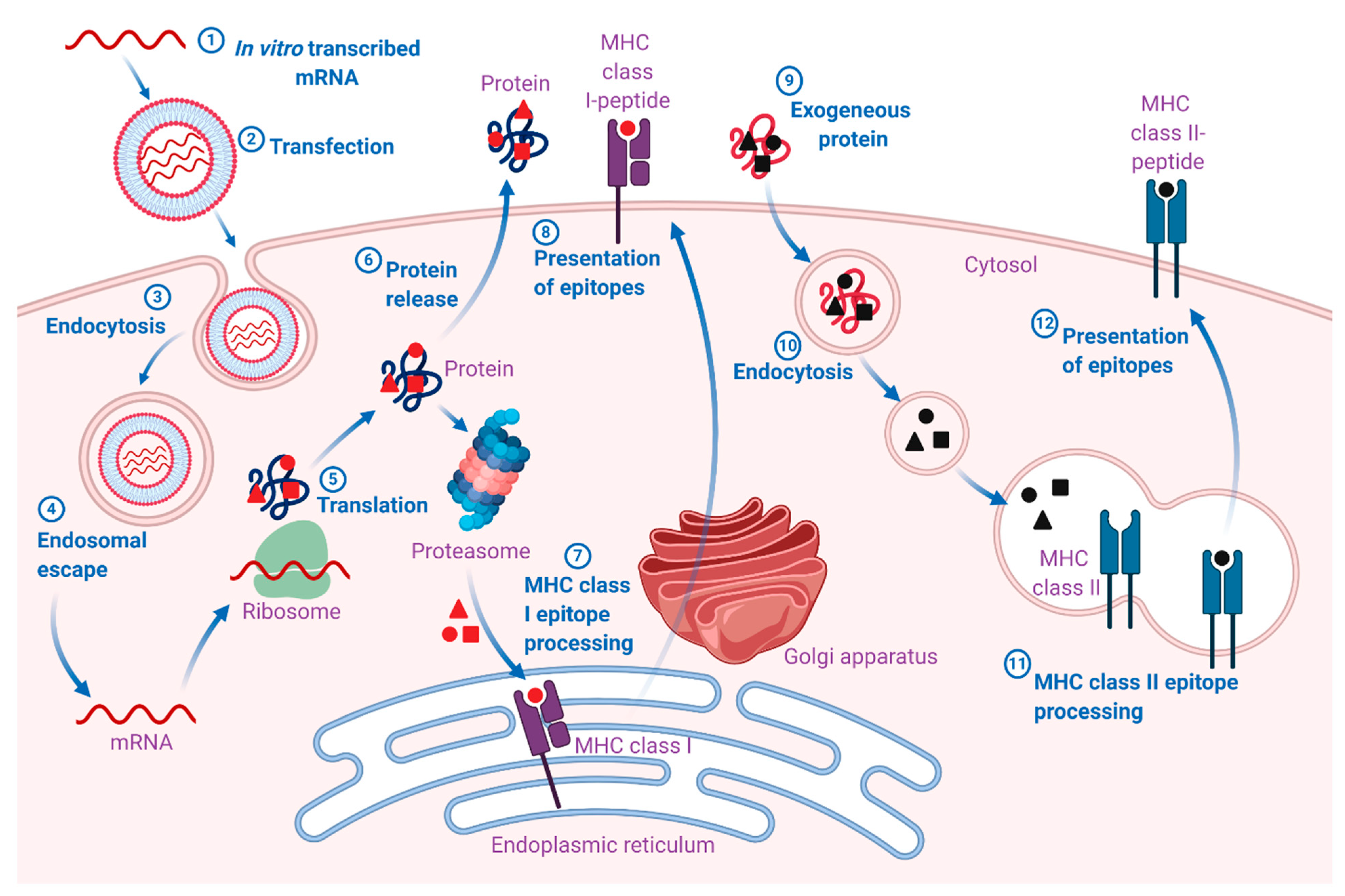 Lara Wendel Nuda - Pharmaceutics | Free Full-Text | Opportunities and Challenges in the  Delivery of mRNA-Based Vaccines