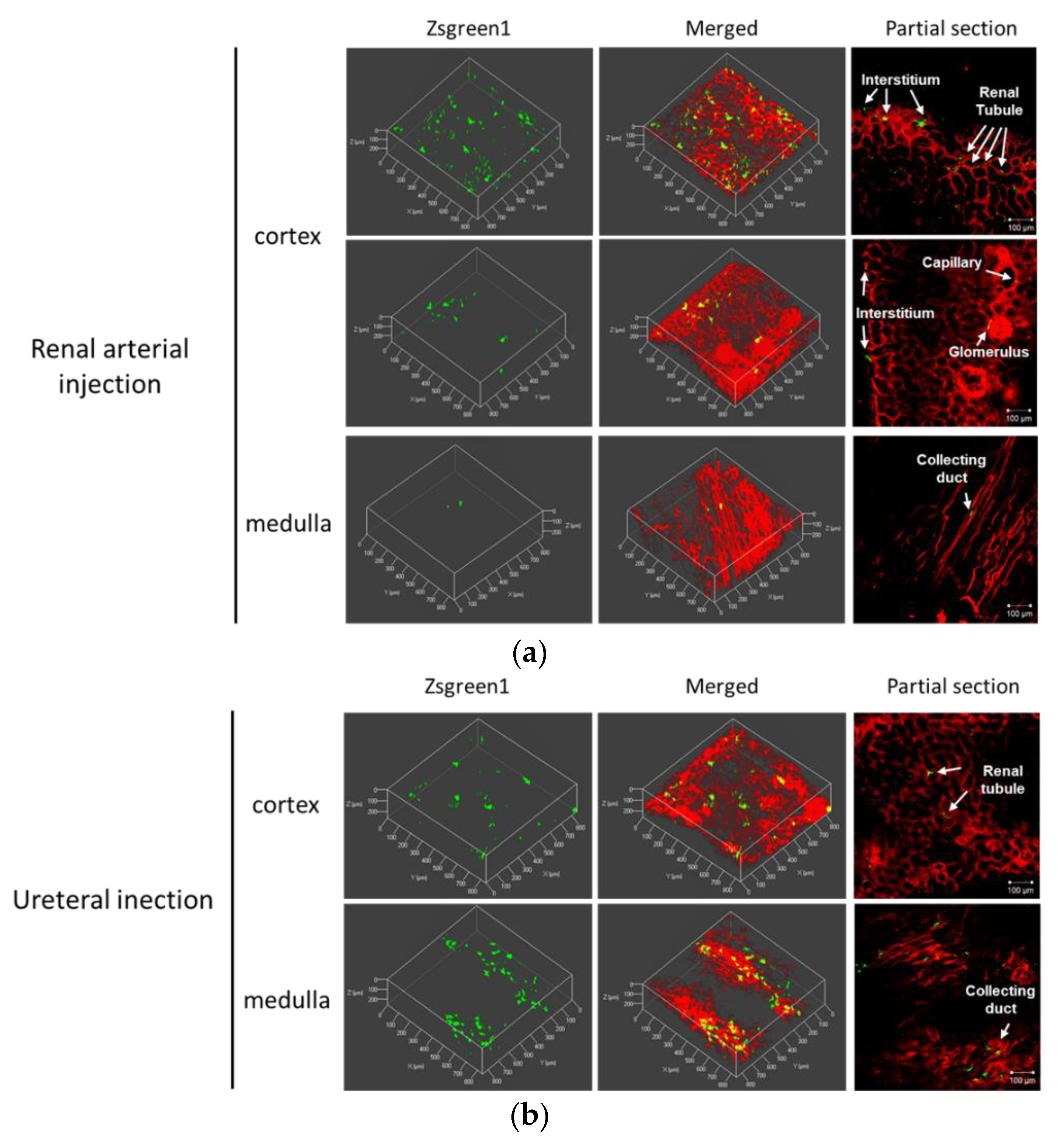 Pharmaceutics 12 00114 g004 Pharmaceutics 12 00114 g004