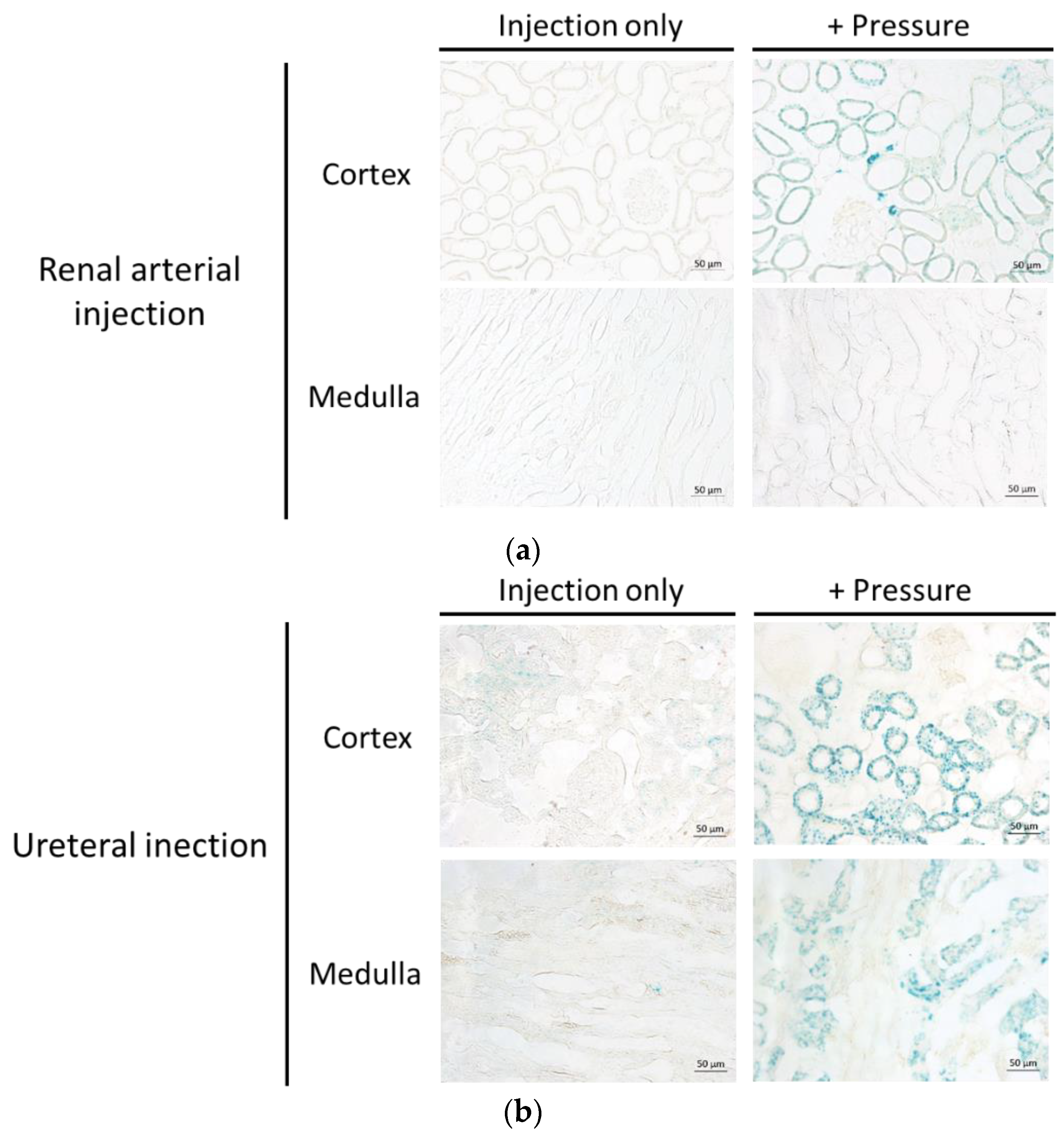 Pharmaceutics 12 00114 g005 Pharmaceutics 12 00114 g005